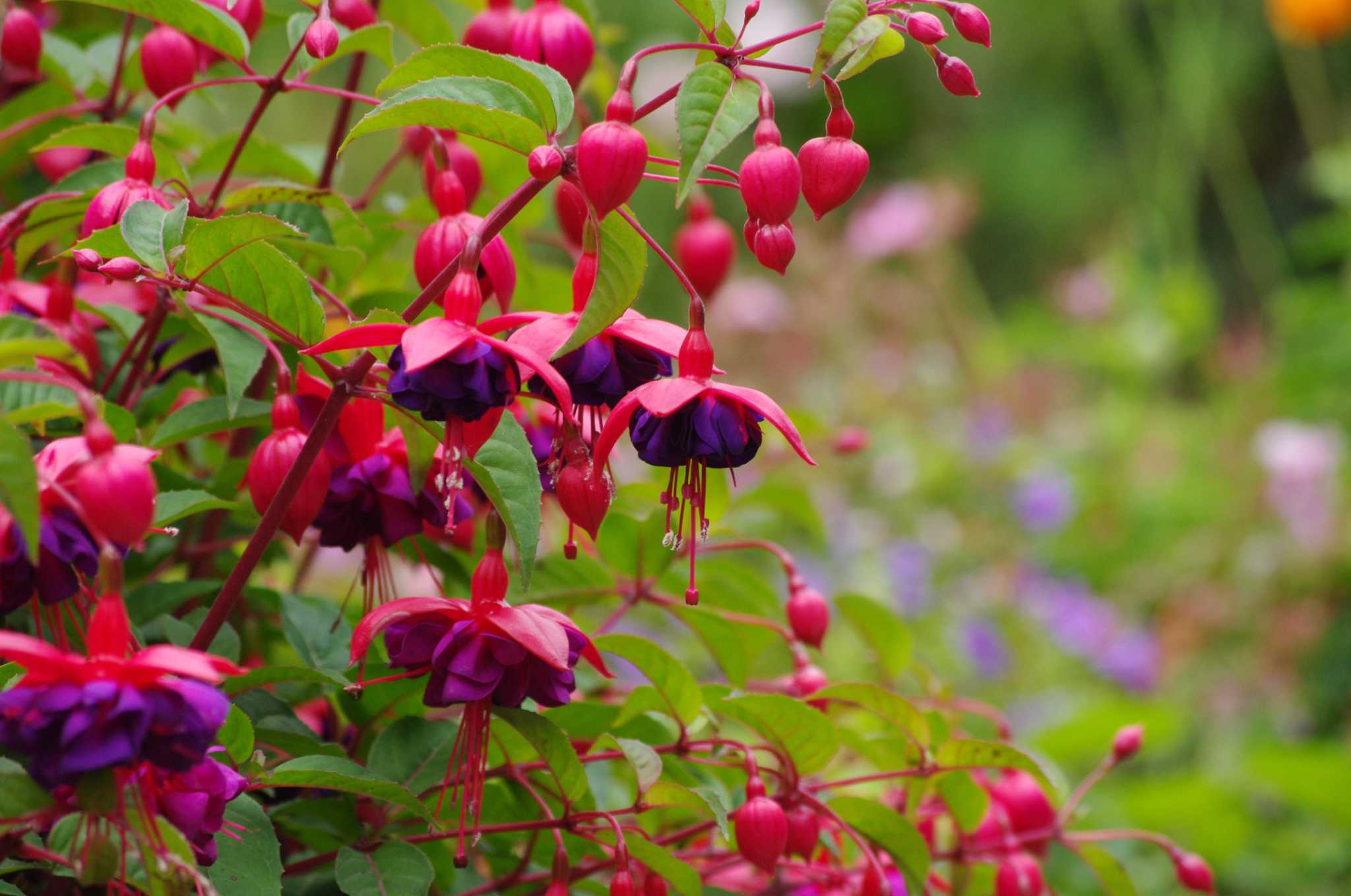 fuschia tree