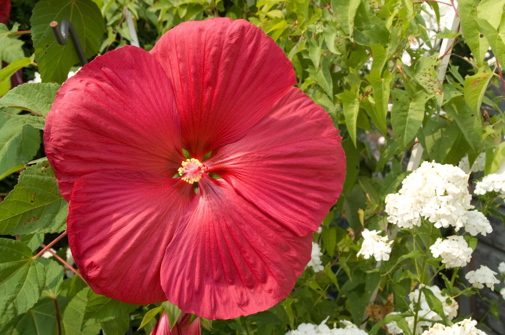 How to Winterize a Perennial Hibiscus