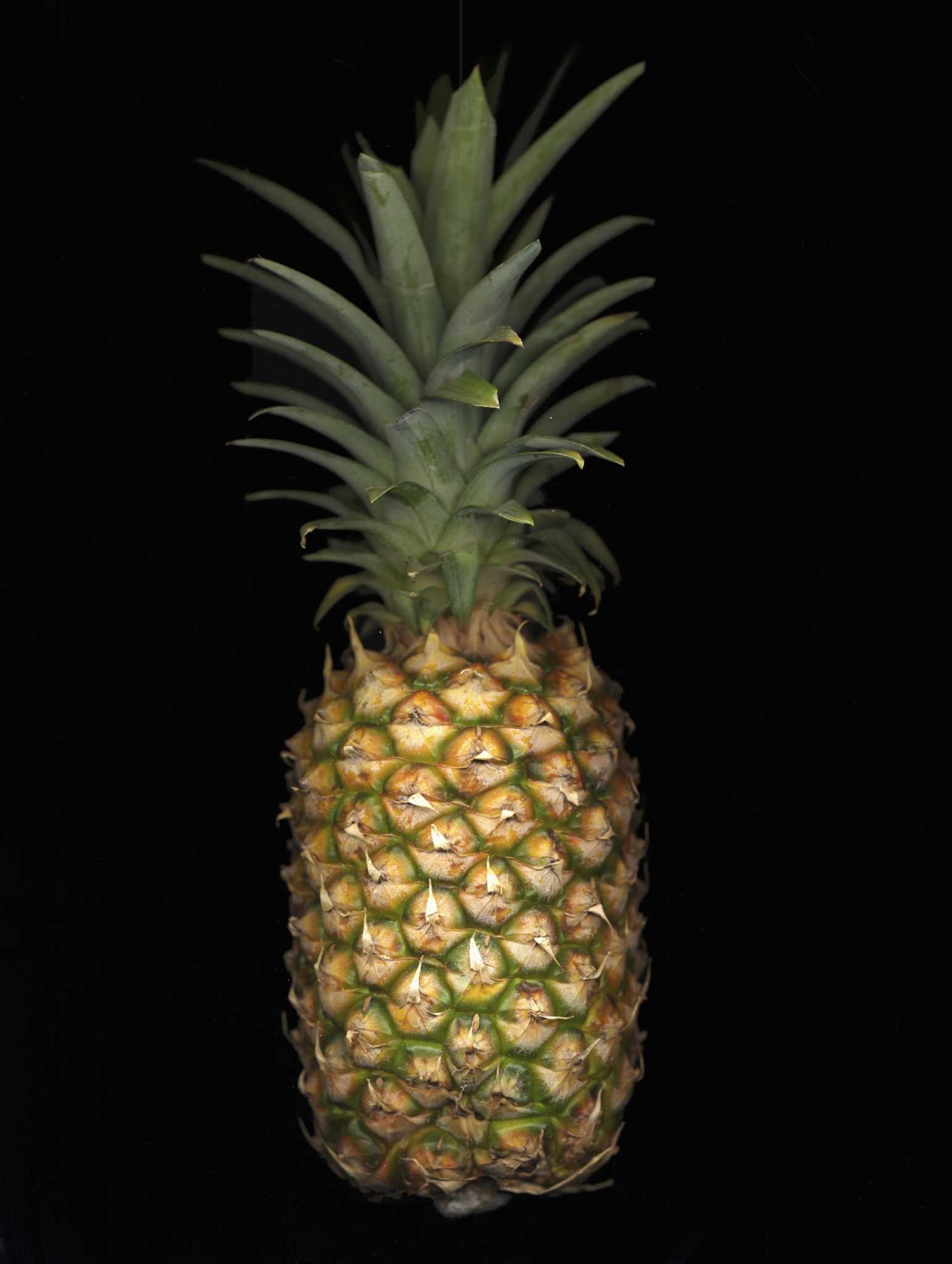 How to Winterize a Pineapple Plant