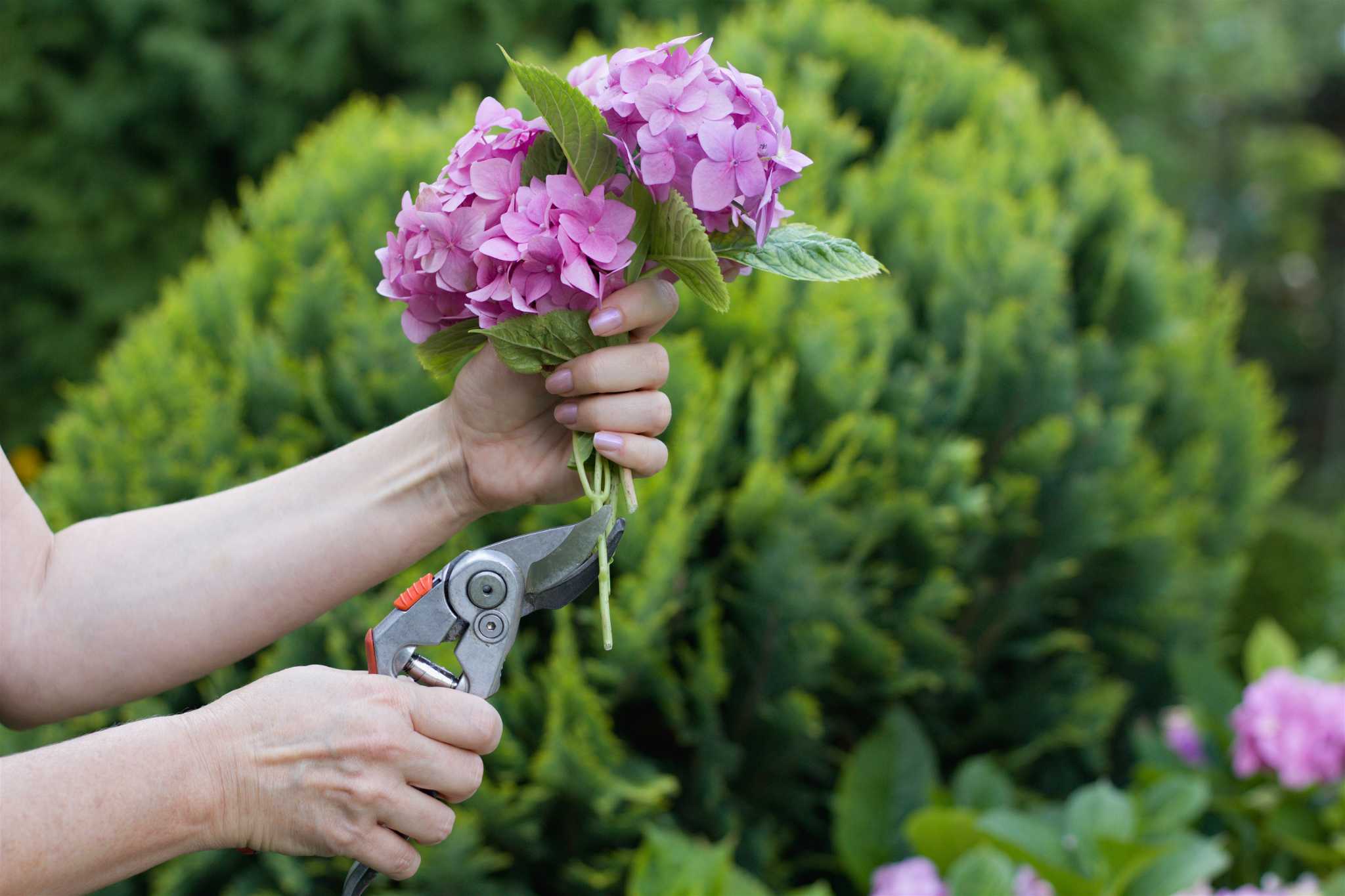 How to Prune Hydrangeas With Dead Wood & Stems