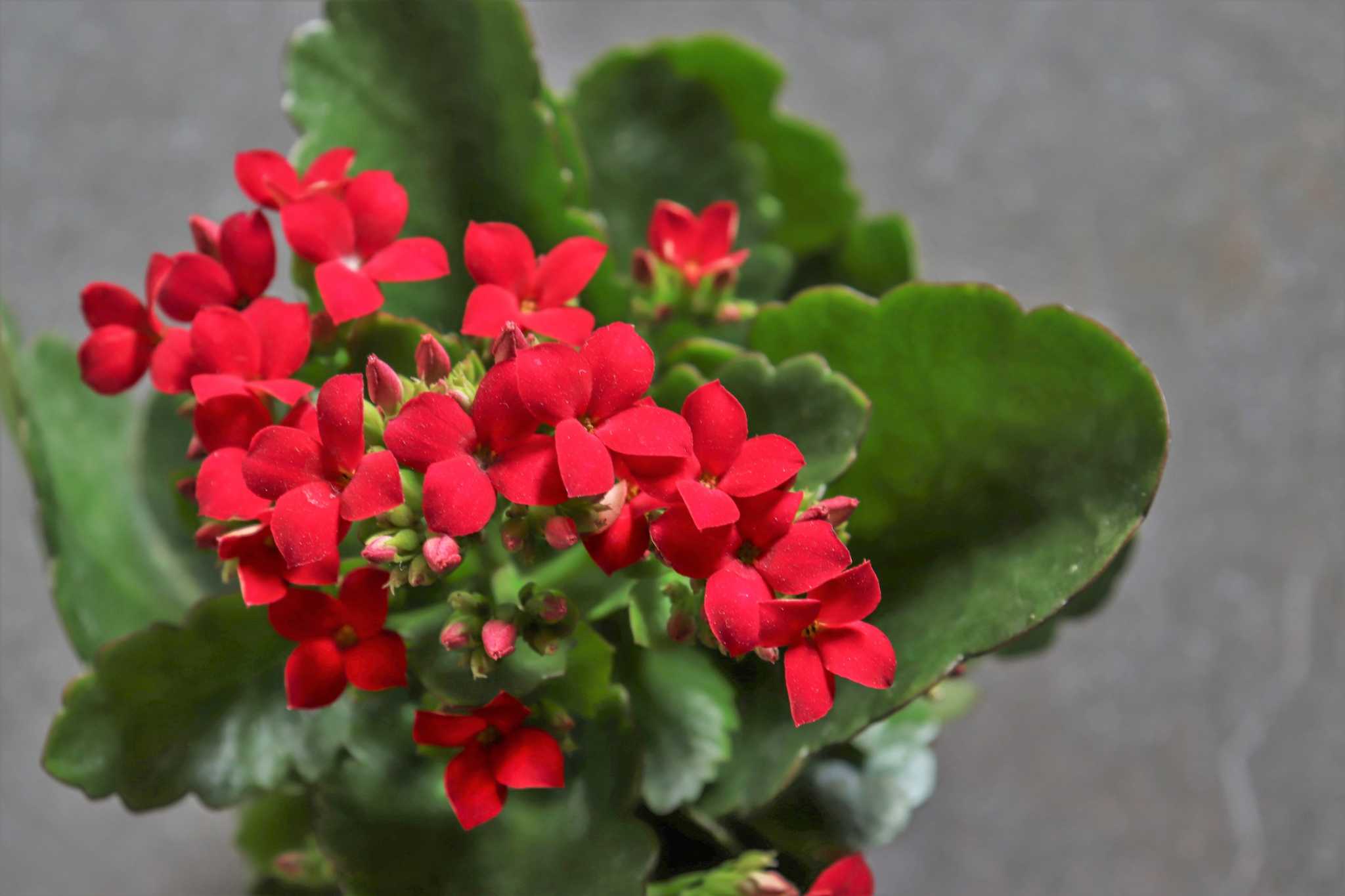 How to Prune Kalanchoes