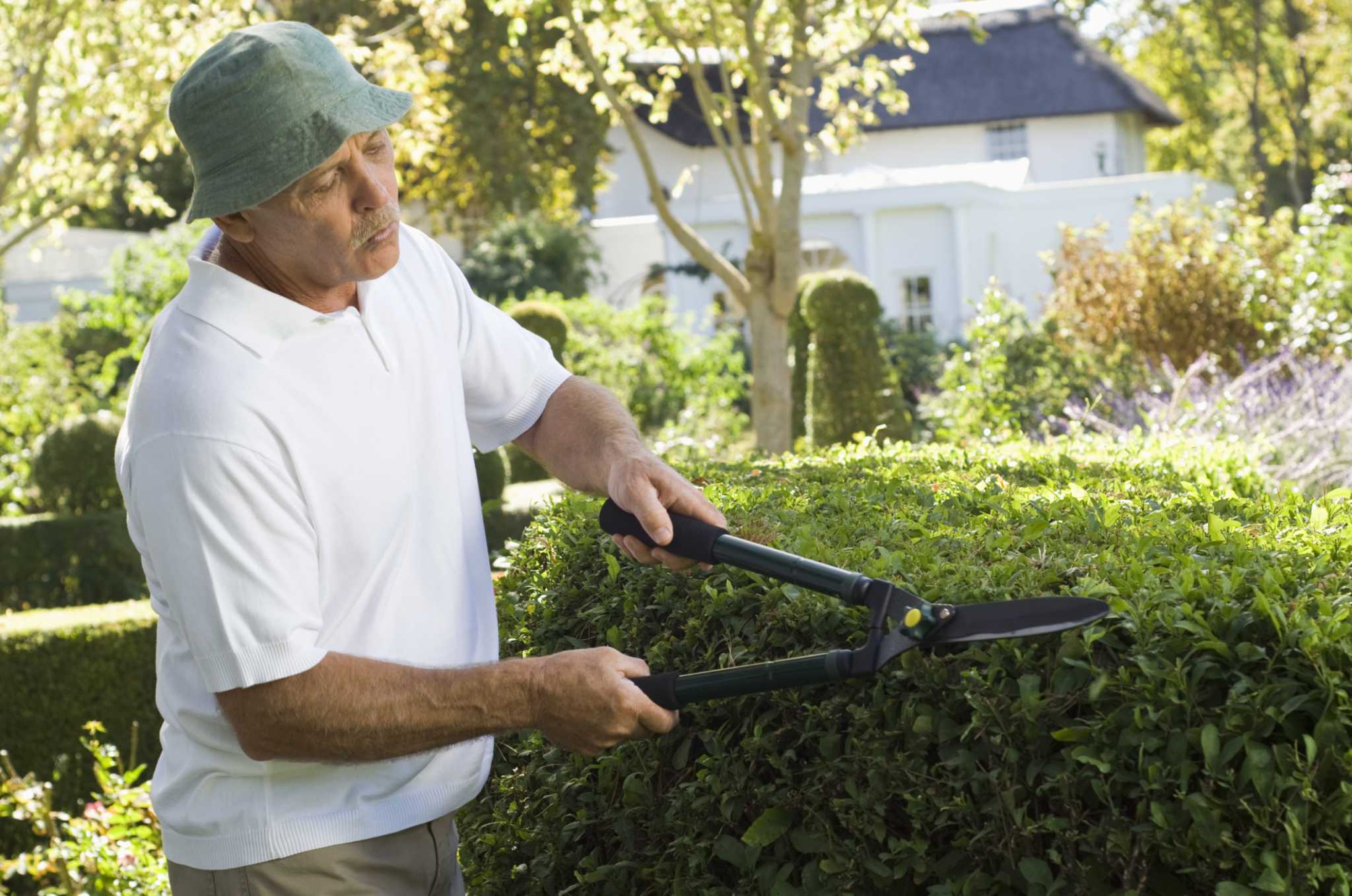 How to Prune a Leylandii Hedge