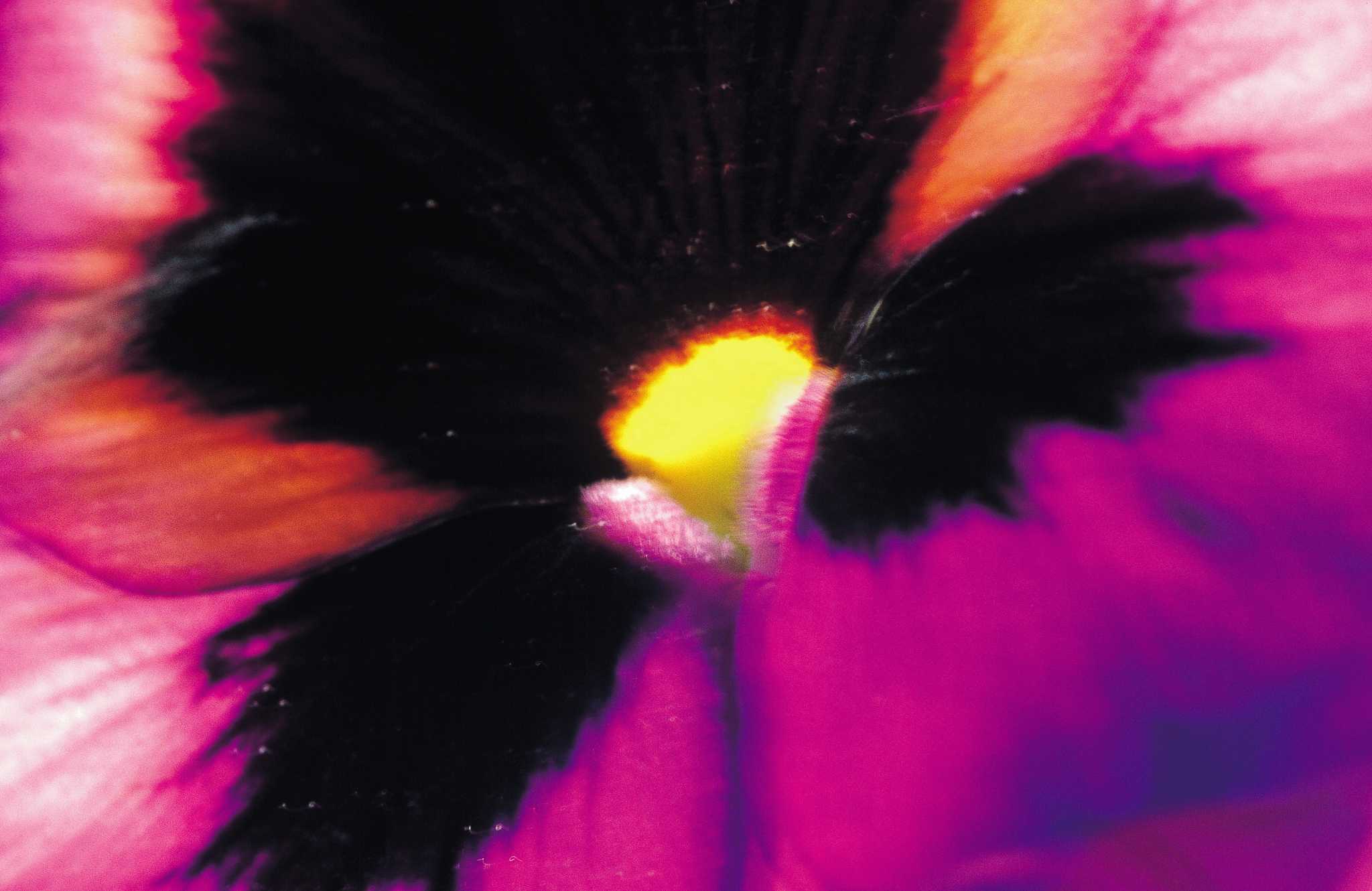 Why Won't My Black Pansies Bloom?