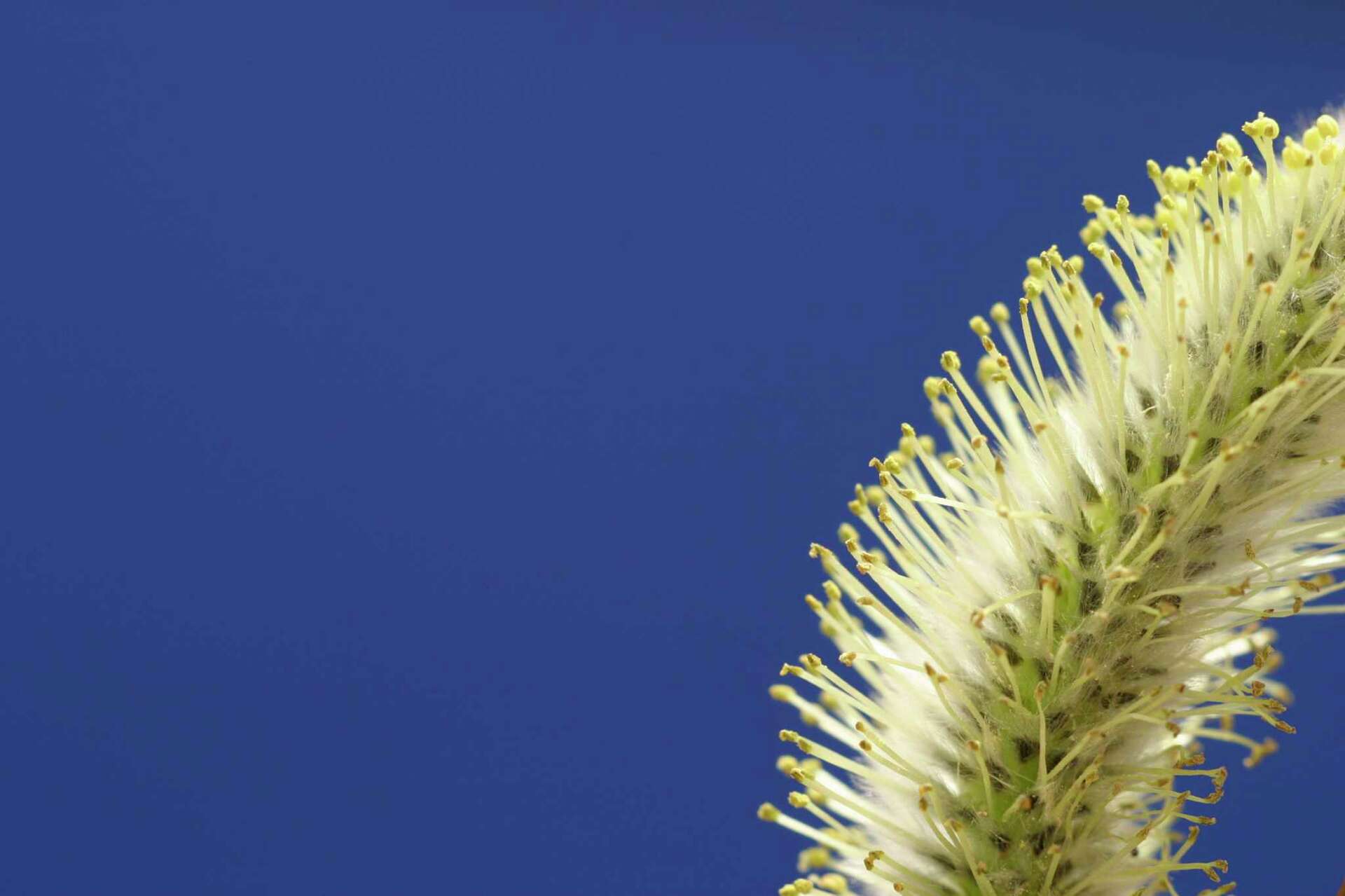 How to Prune a Nishiki Willow