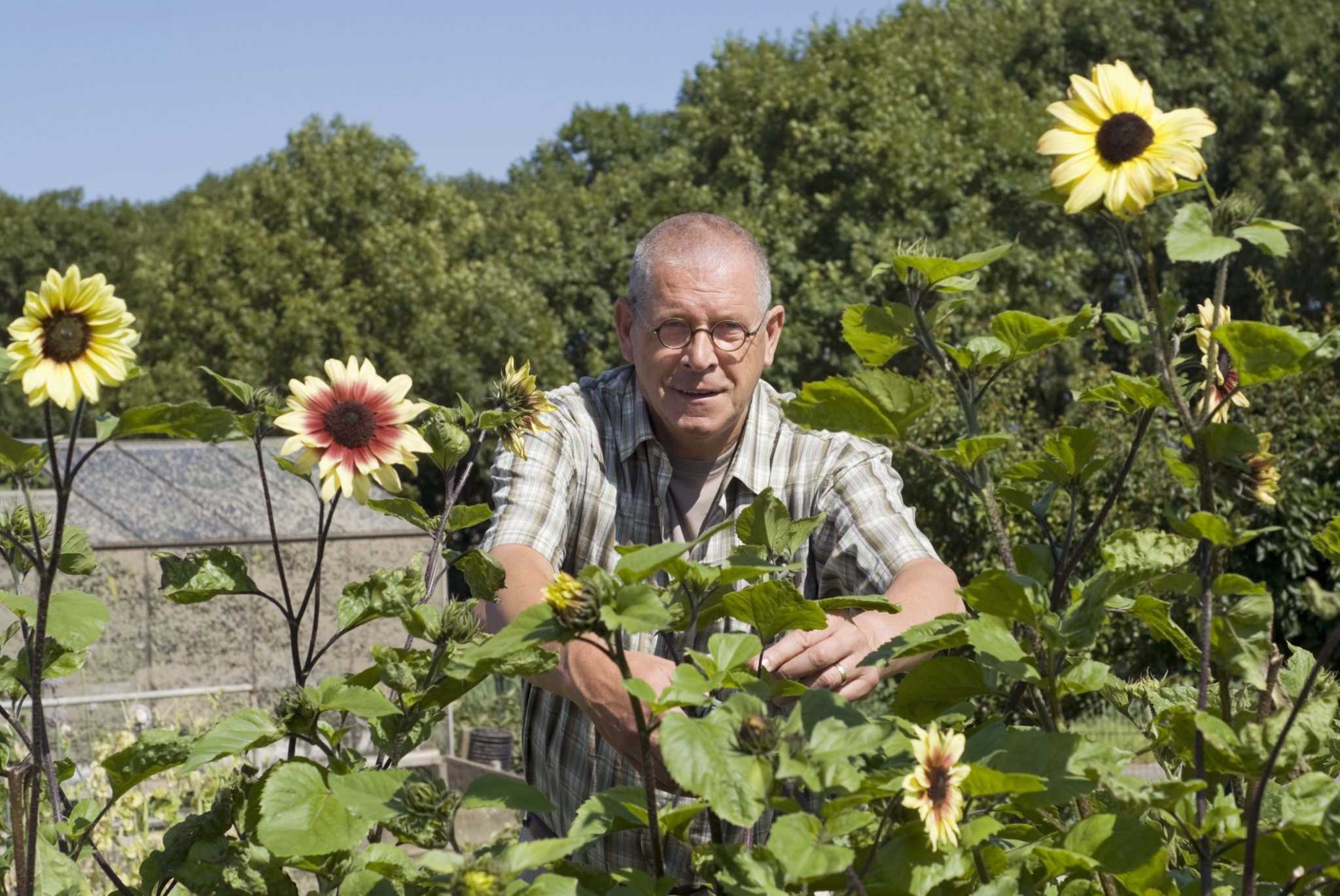 How to Prune a Perennial Sunflower