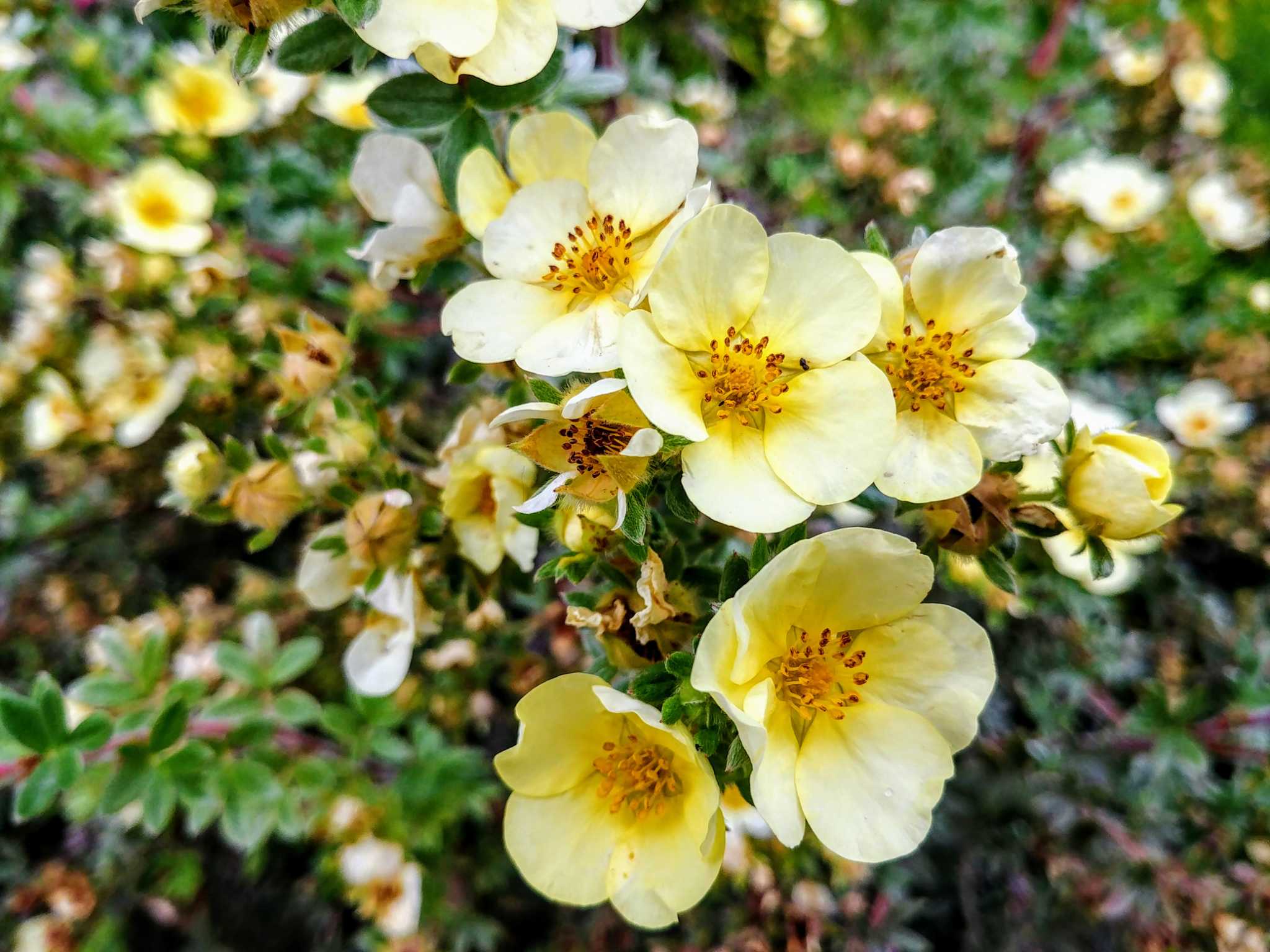 How to Prune Potentilla Shrubs