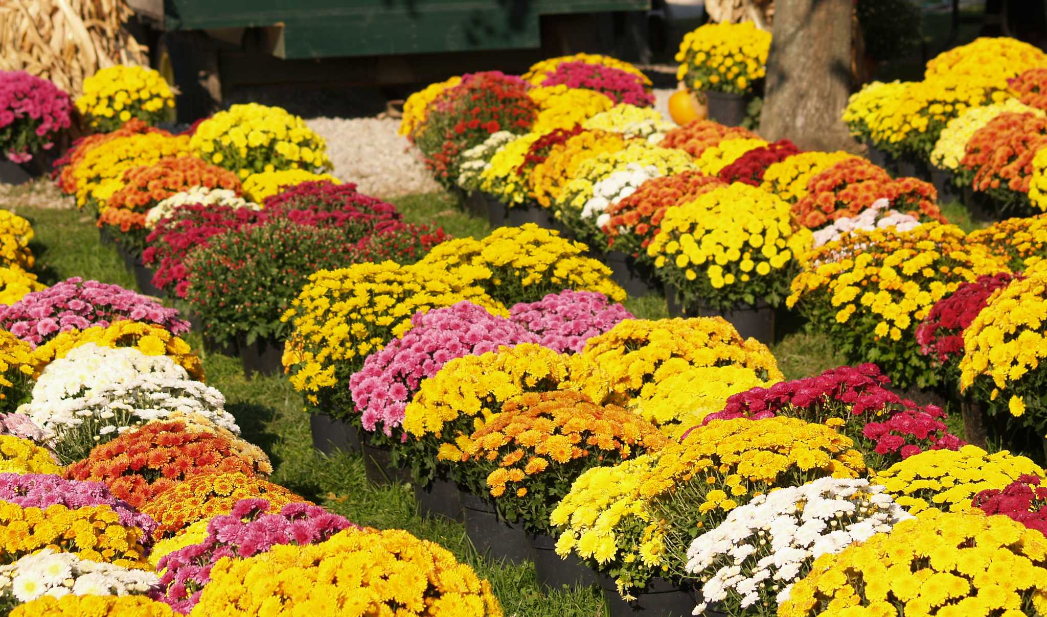 How to Prune Potted Mums