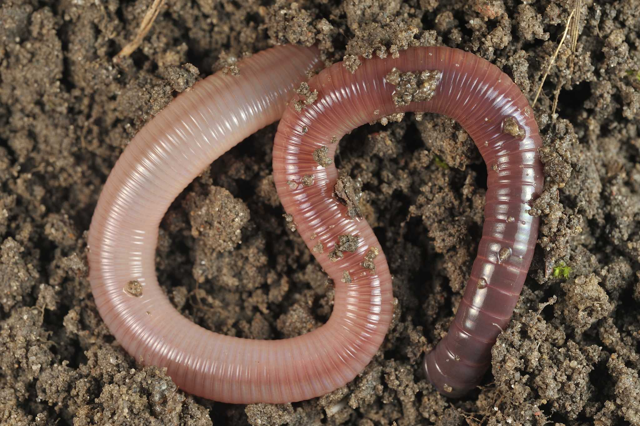 Vermicompost: Red Worms vs. European Night Crawlers