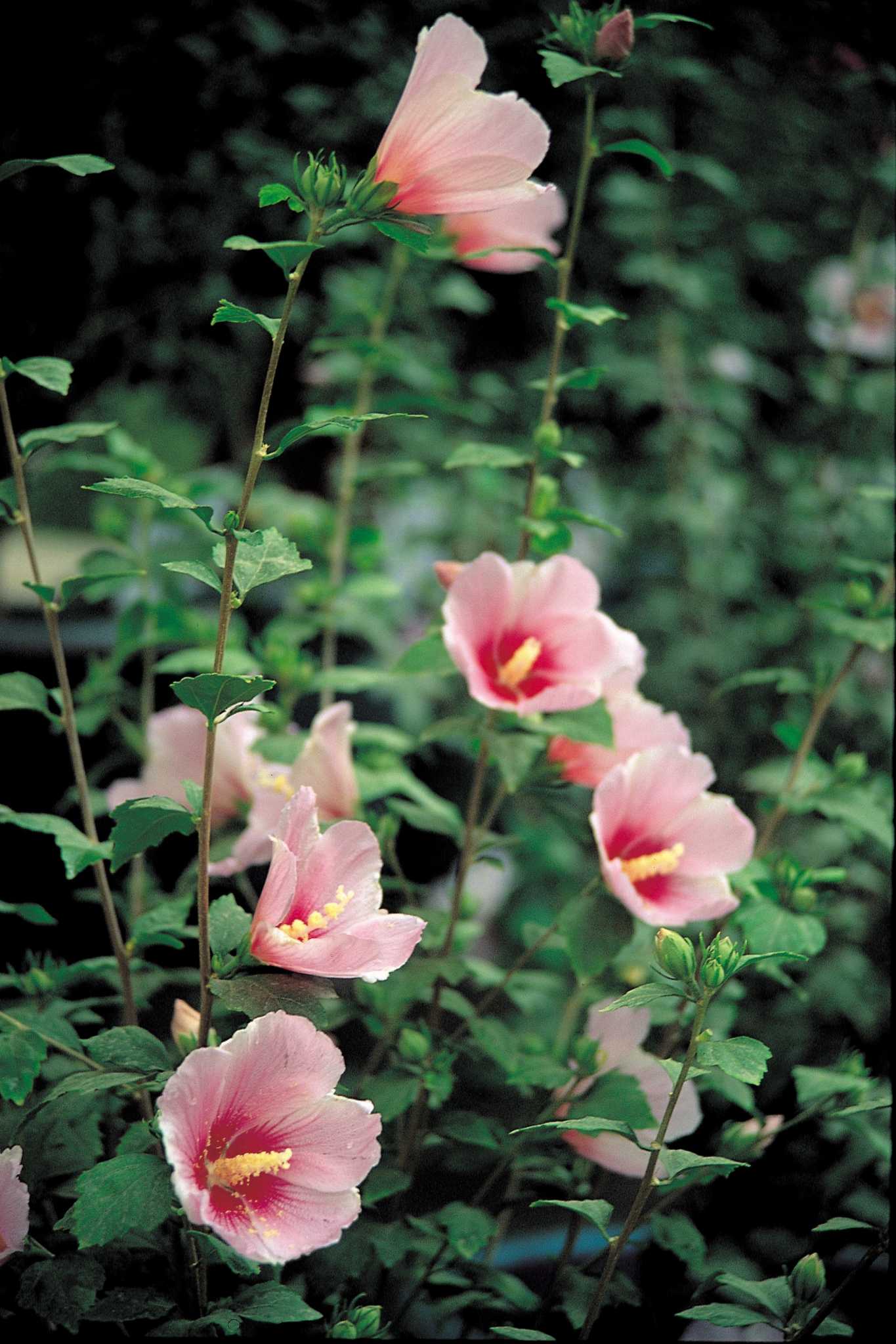 How to Prune a Rose of Sharon Bush to Create a Rose of Sharon Tree