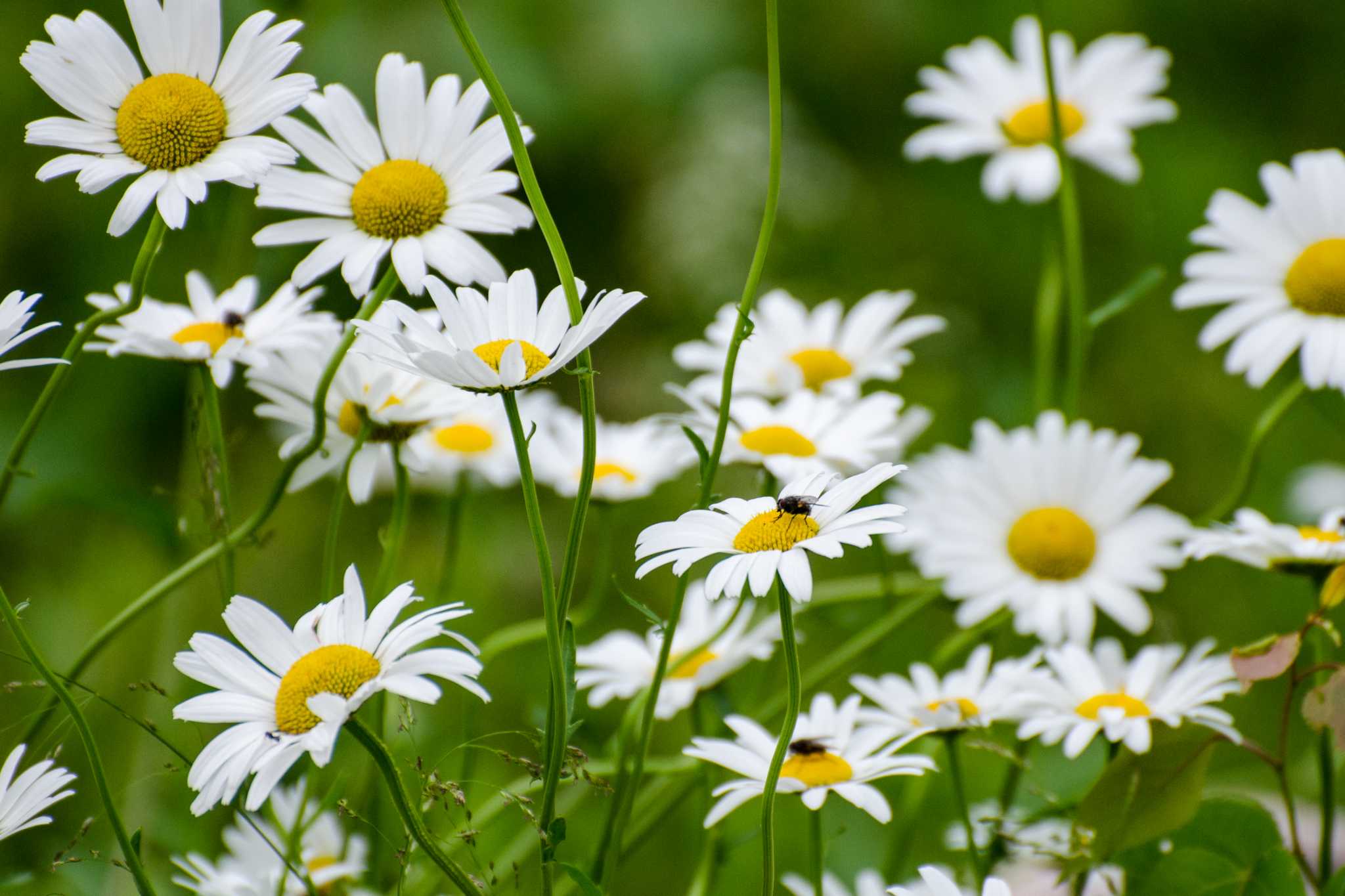 When to Prune Shasta Daisy?