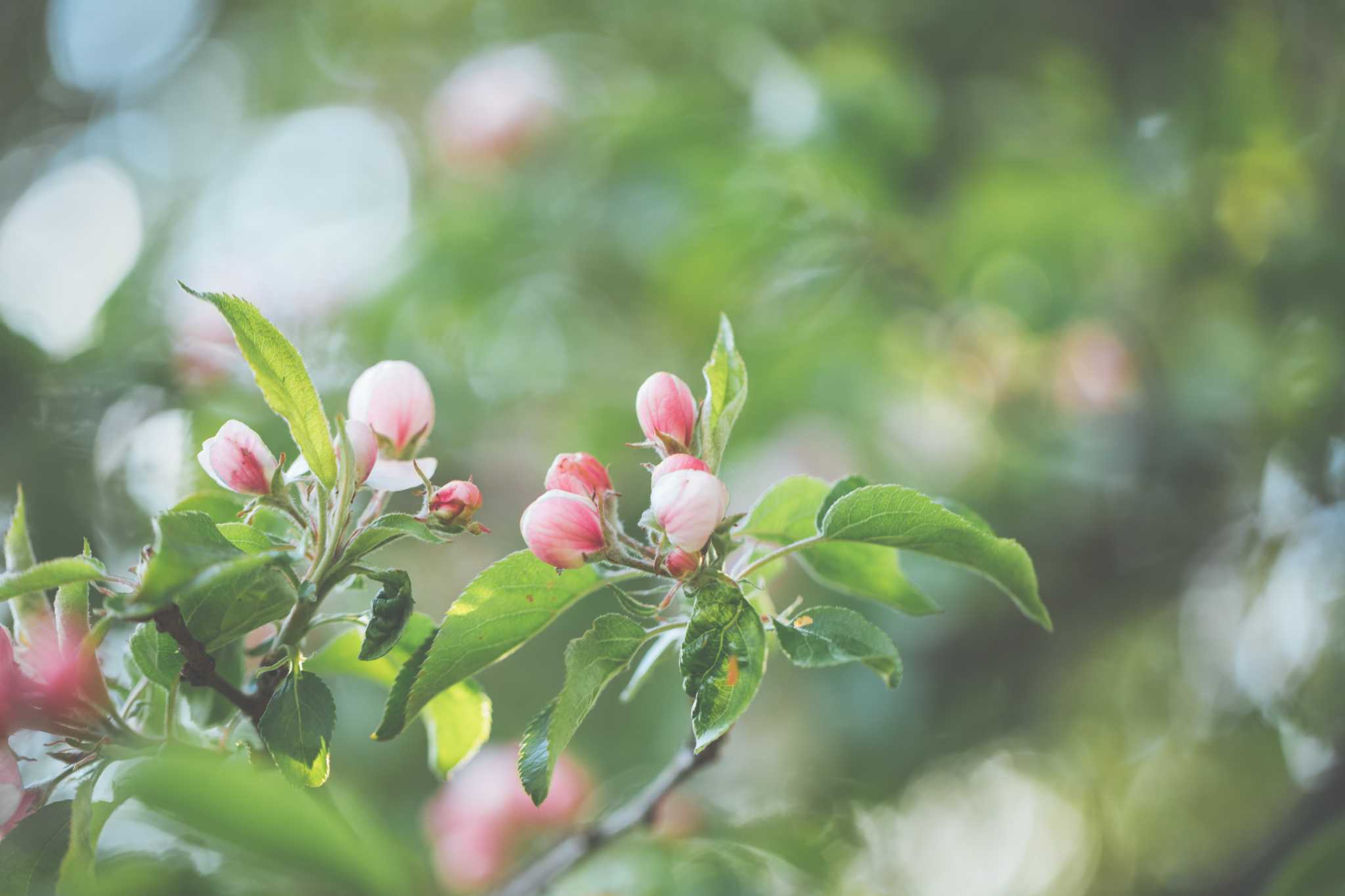 Northern Spy Apple Tree - Stark Bro's