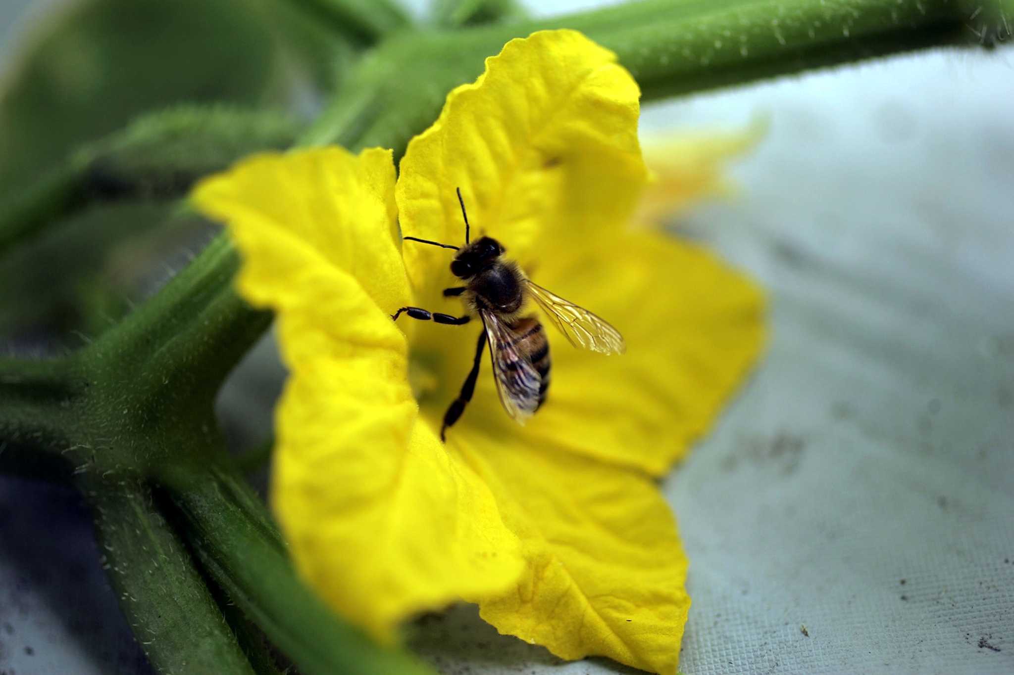 what-is-the-yellow-flower-on-the-cucumber