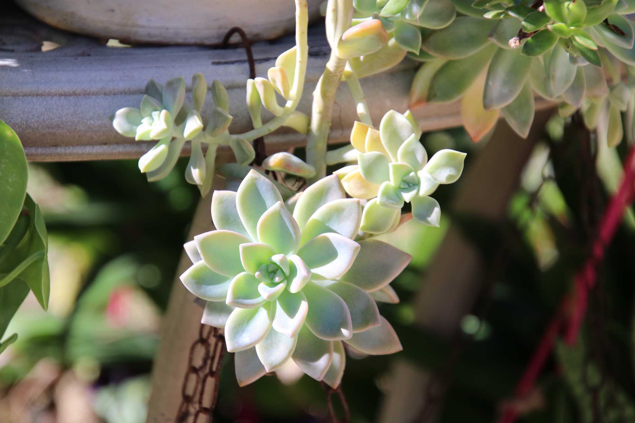 How to Prune a ZZ Plant