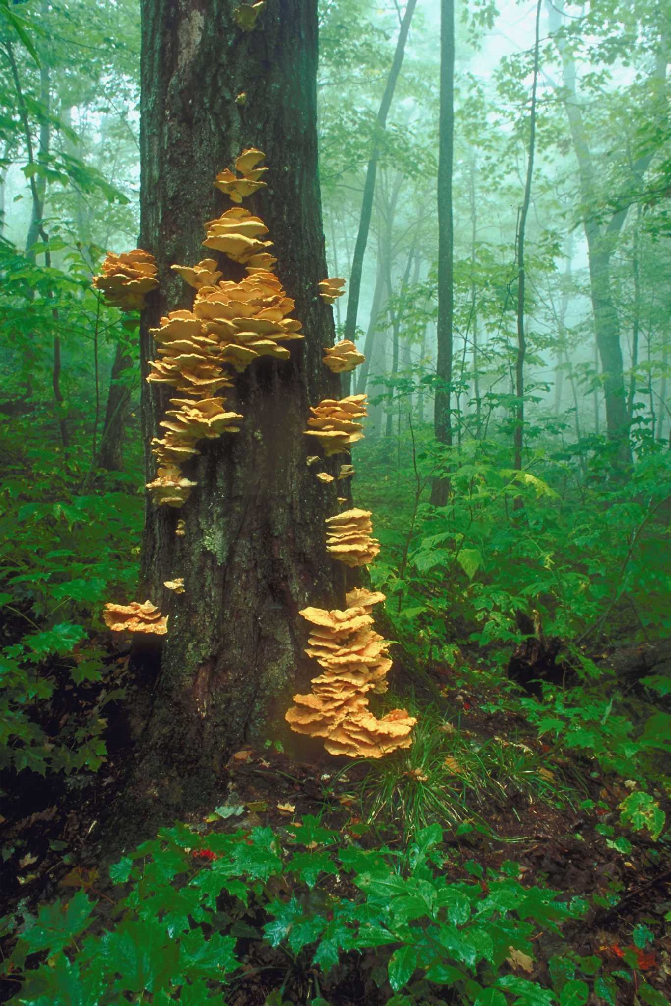 Yellow Tree Fungus