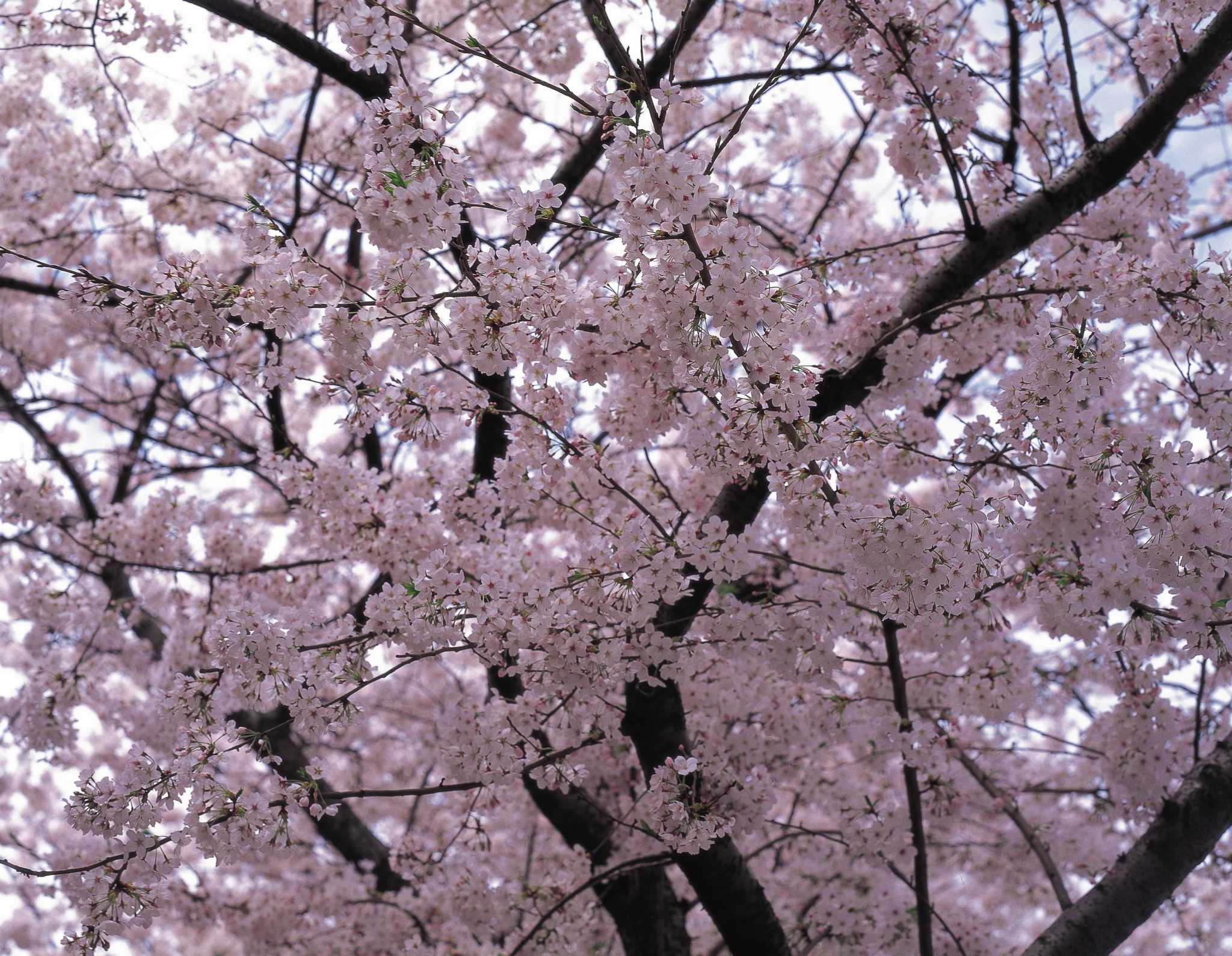 yoshino flowering cherry tree