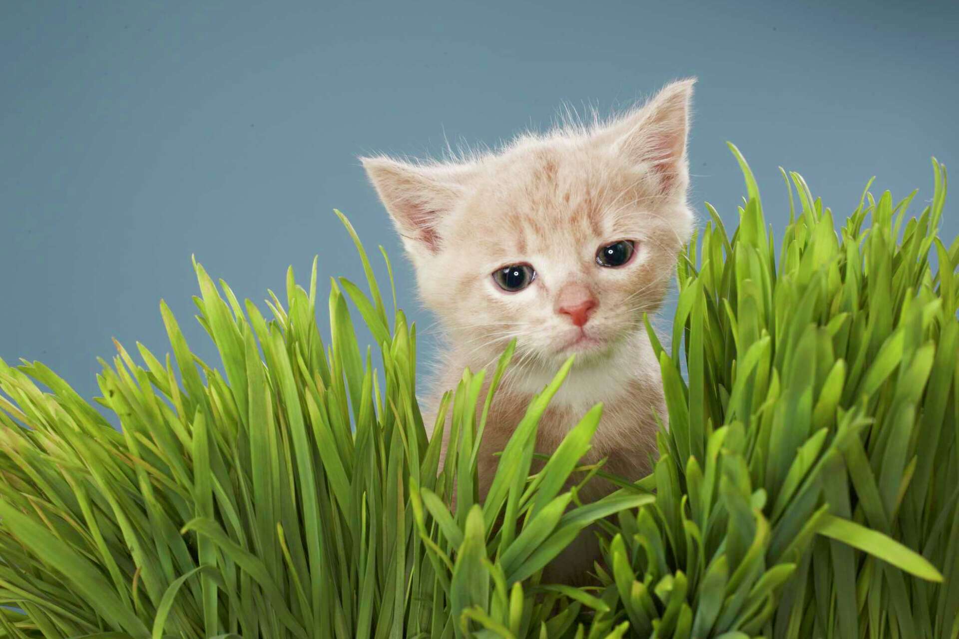 Is Yucca Cane Dangerous for Cats?