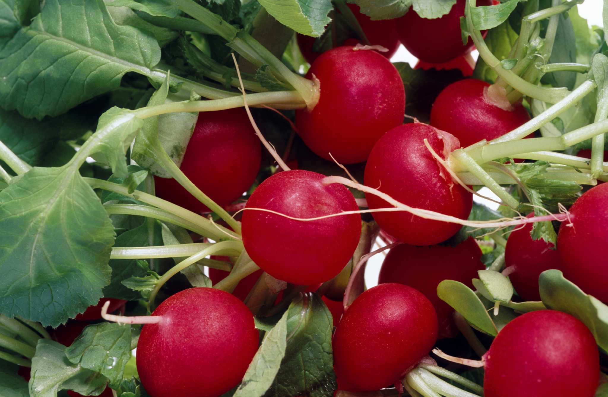 What to Put in Garden to Prevent Worms in Radishes