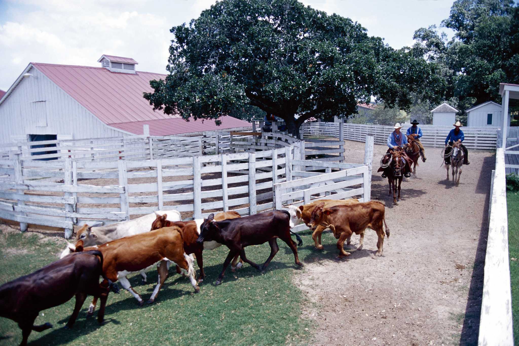 Do You Put in Steer Manure in Fall?