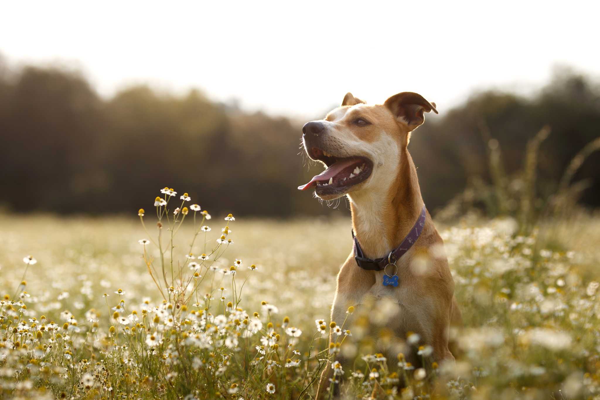 are palm seeds bad for dogs