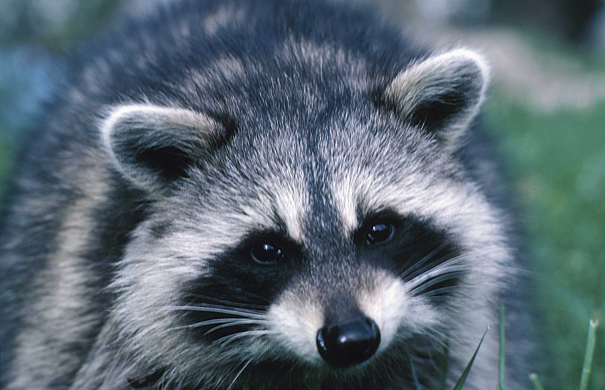 Will a Raccoon Dig in Potted Plants?