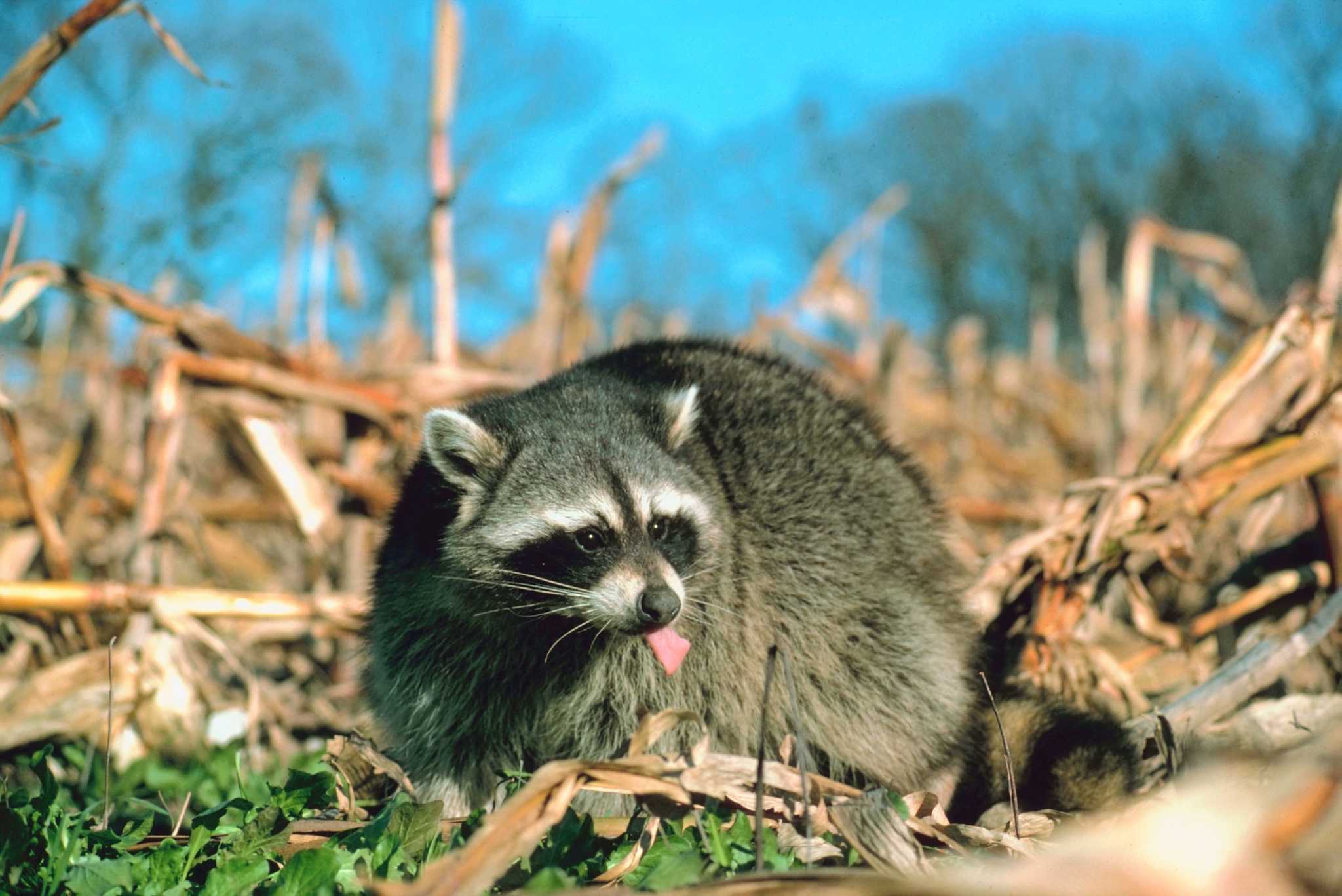 Do Raccoons Eat Cucumbers?