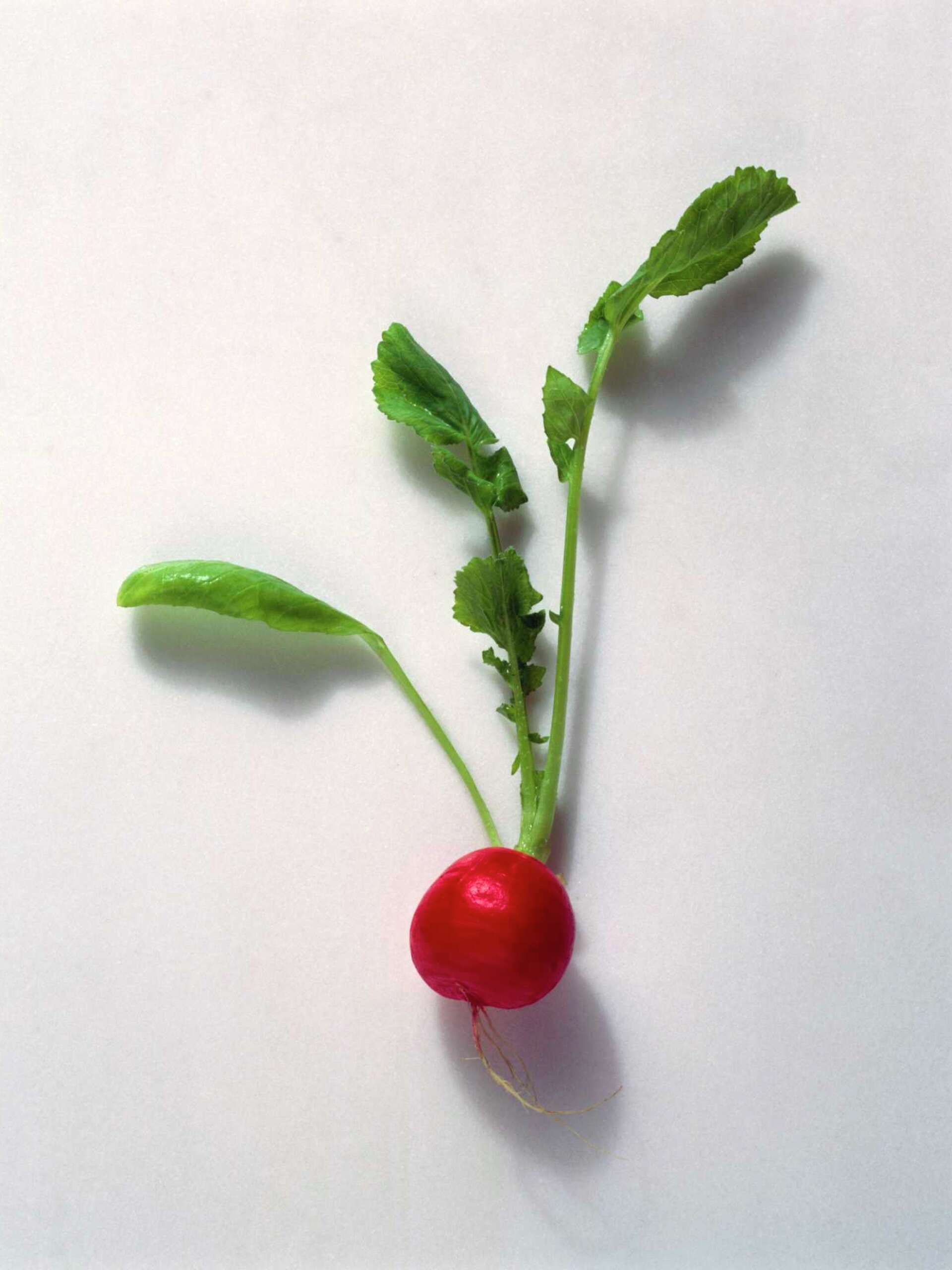 Mongray Radish Vegetable In Urdu