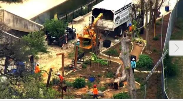 Family injured by tree at San Antonio Zoo sues for more than $1M - Vimarsana News