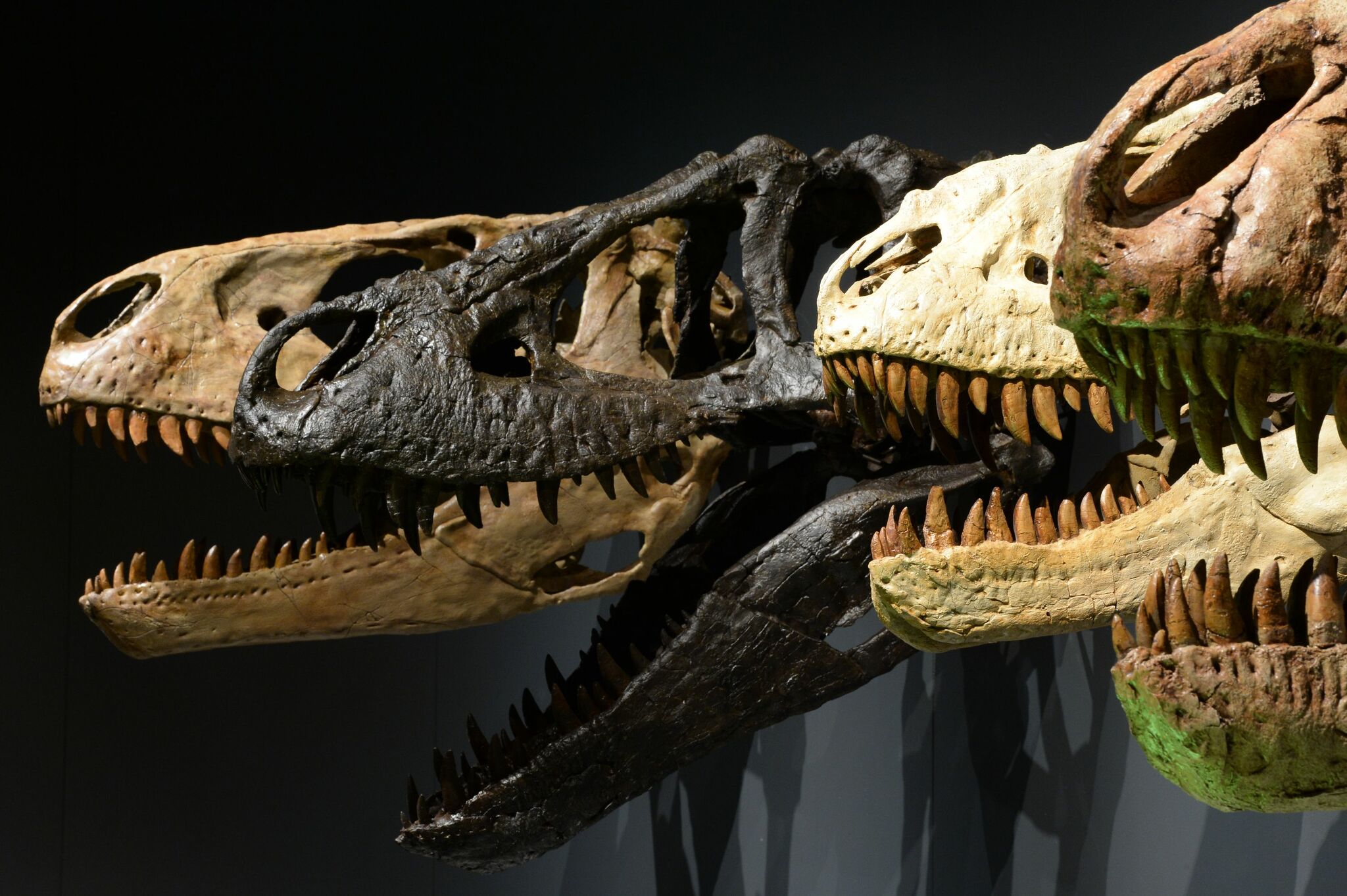 Dinosaur - Tyrannosaurus rex - The Australian Museum