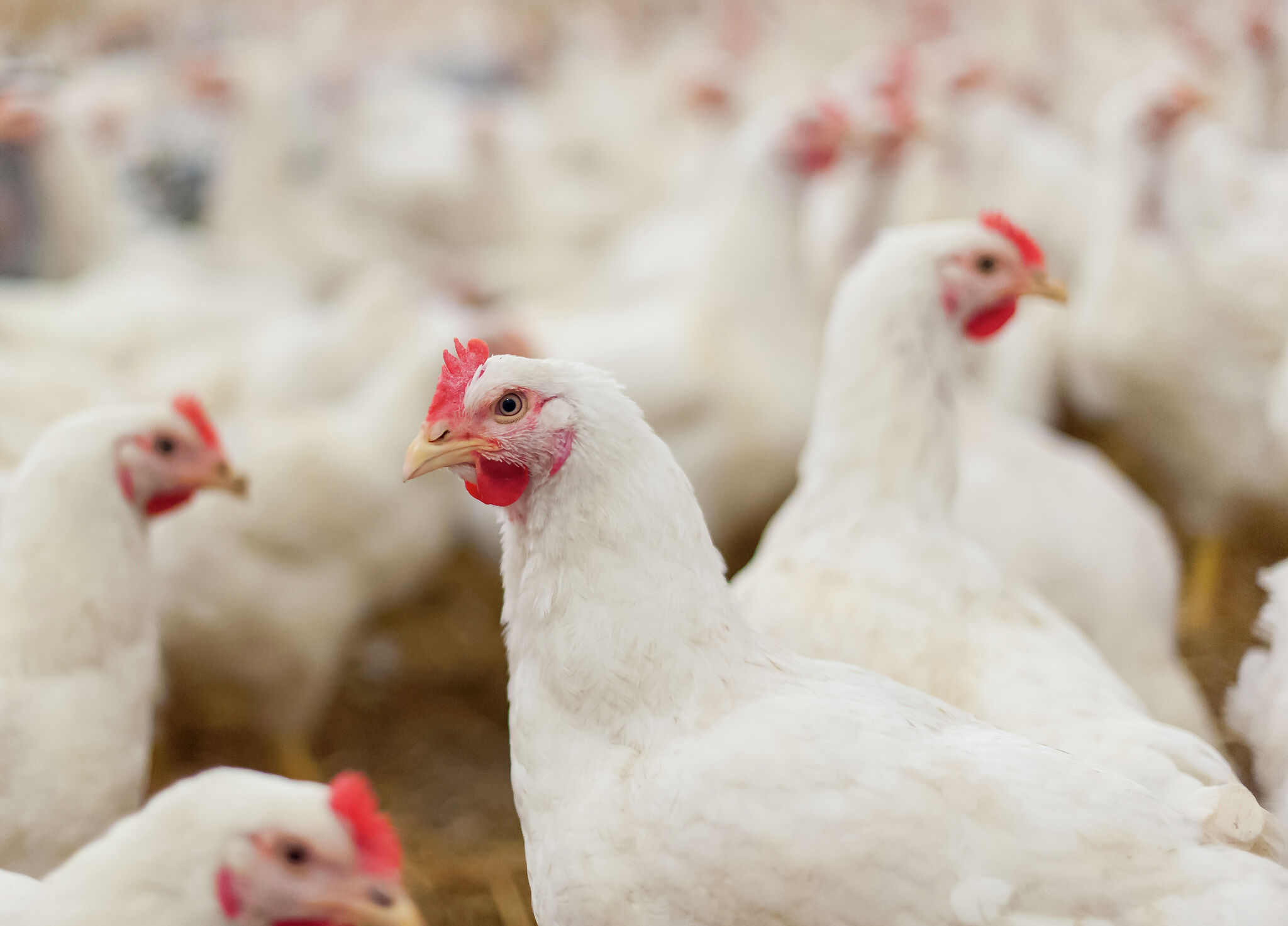 Poultry shows returning to Illinois fairs - Vimarsana News