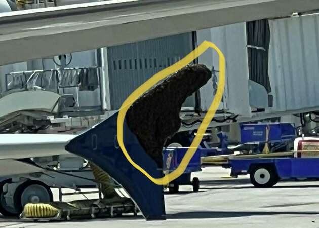 Story photo for Swarm of bees covering airplane wing delays Delta flight from IAH.