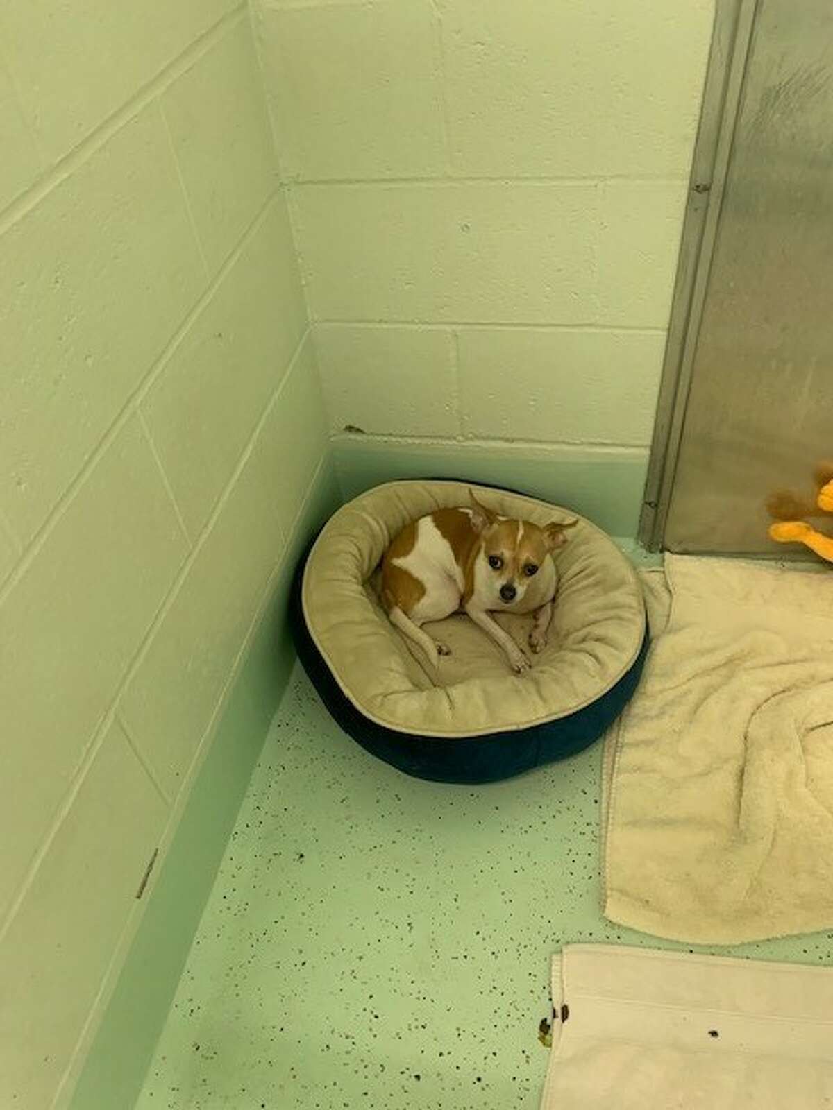 Judge orders Fairfield woman not to have any pets