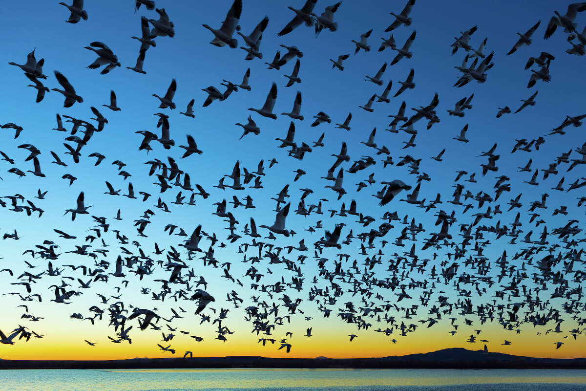 Epic bird migration in the millions are flying across Texas