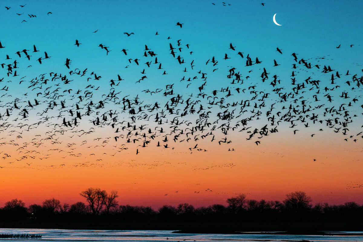 Illinois is set to have millions of birds migrating across the state in the next three days. 