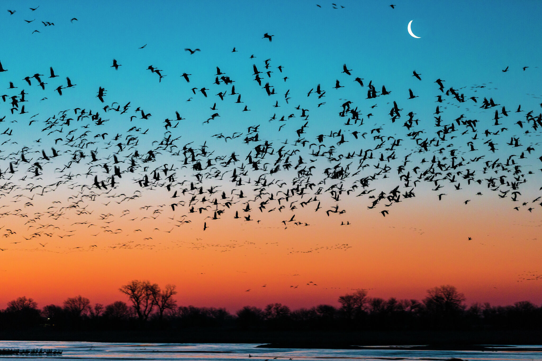 Epic bird migration in the millions are flying across Illinois