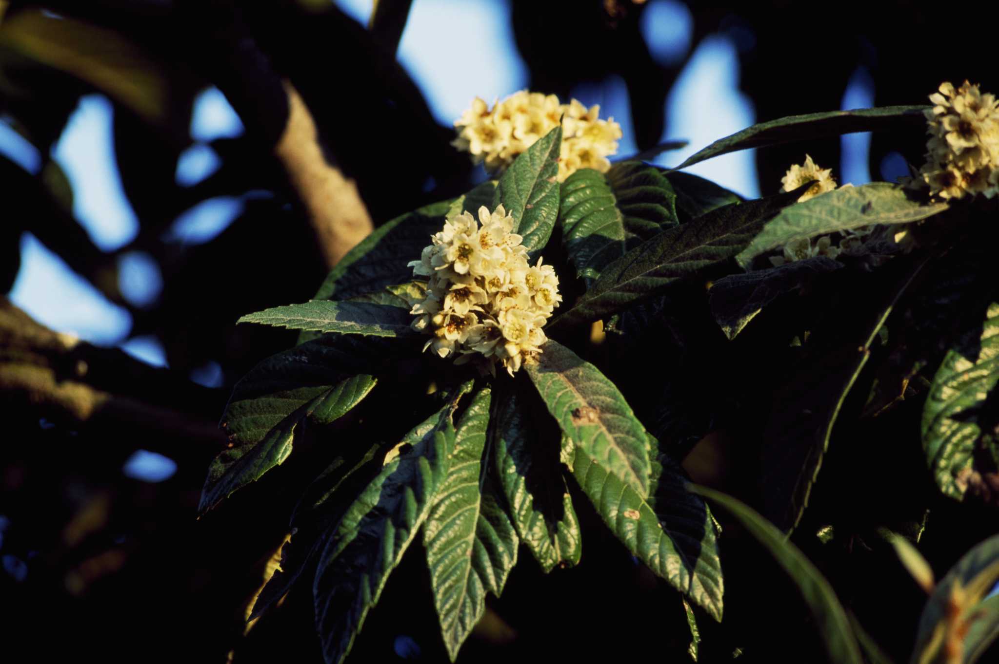 Why didn't my loquat tree produce fruit? Houston gardeners as the expe