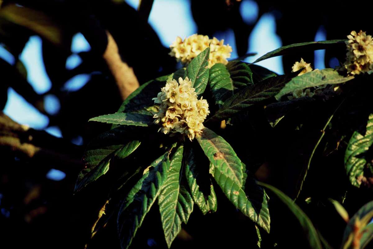 Story photo for What's up with the loquat trees?