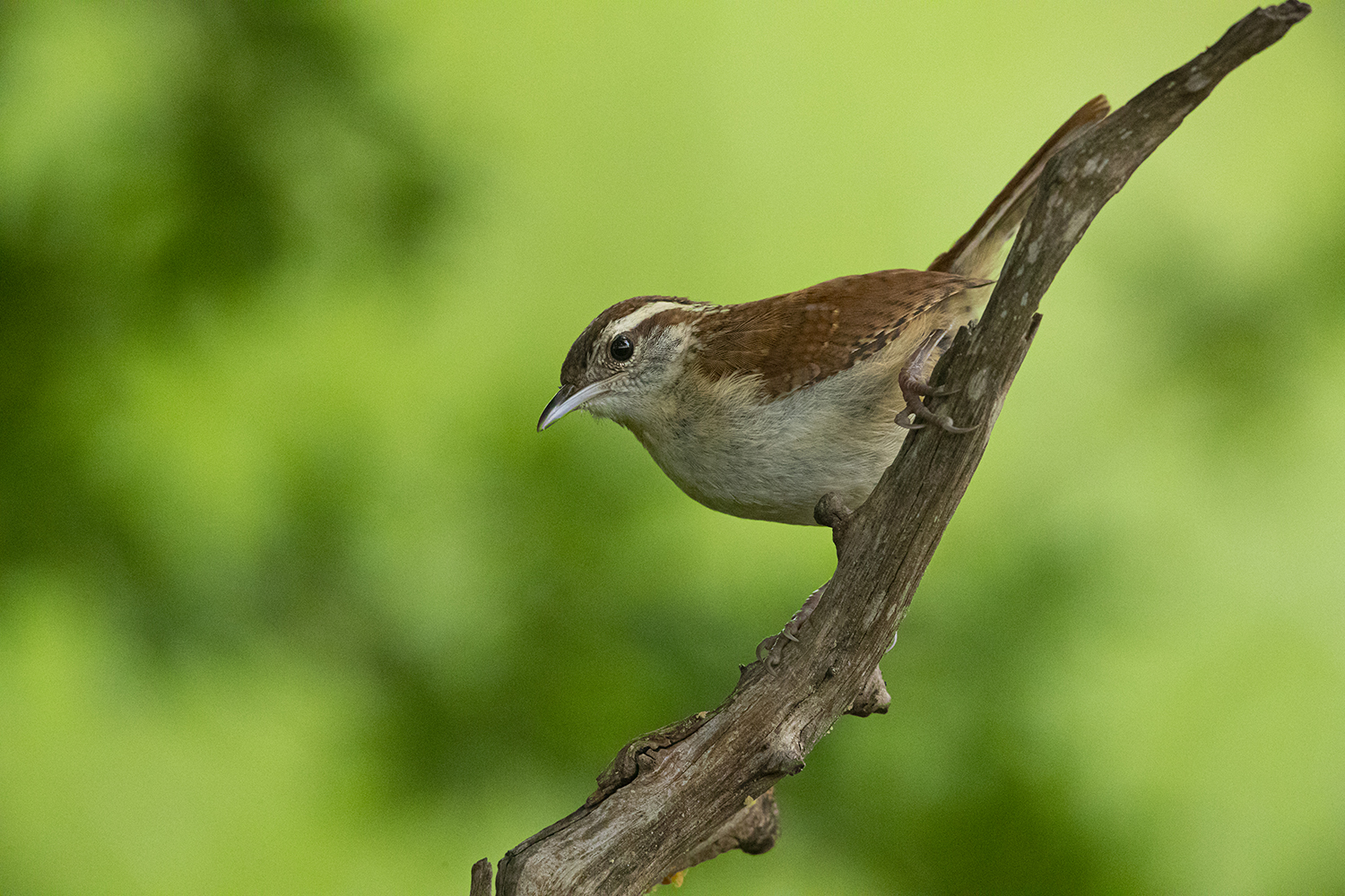 Carolina wrens form lifelong bonds, share parenting duties