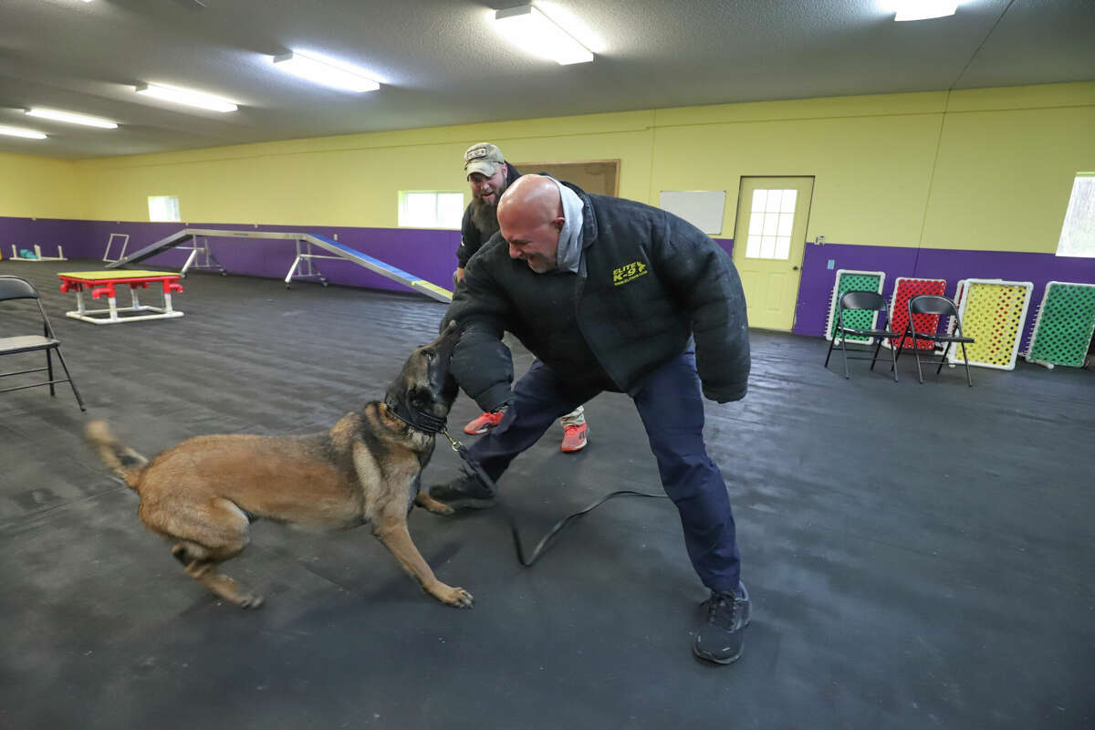 Belgian Malinois  Dog Trainer College