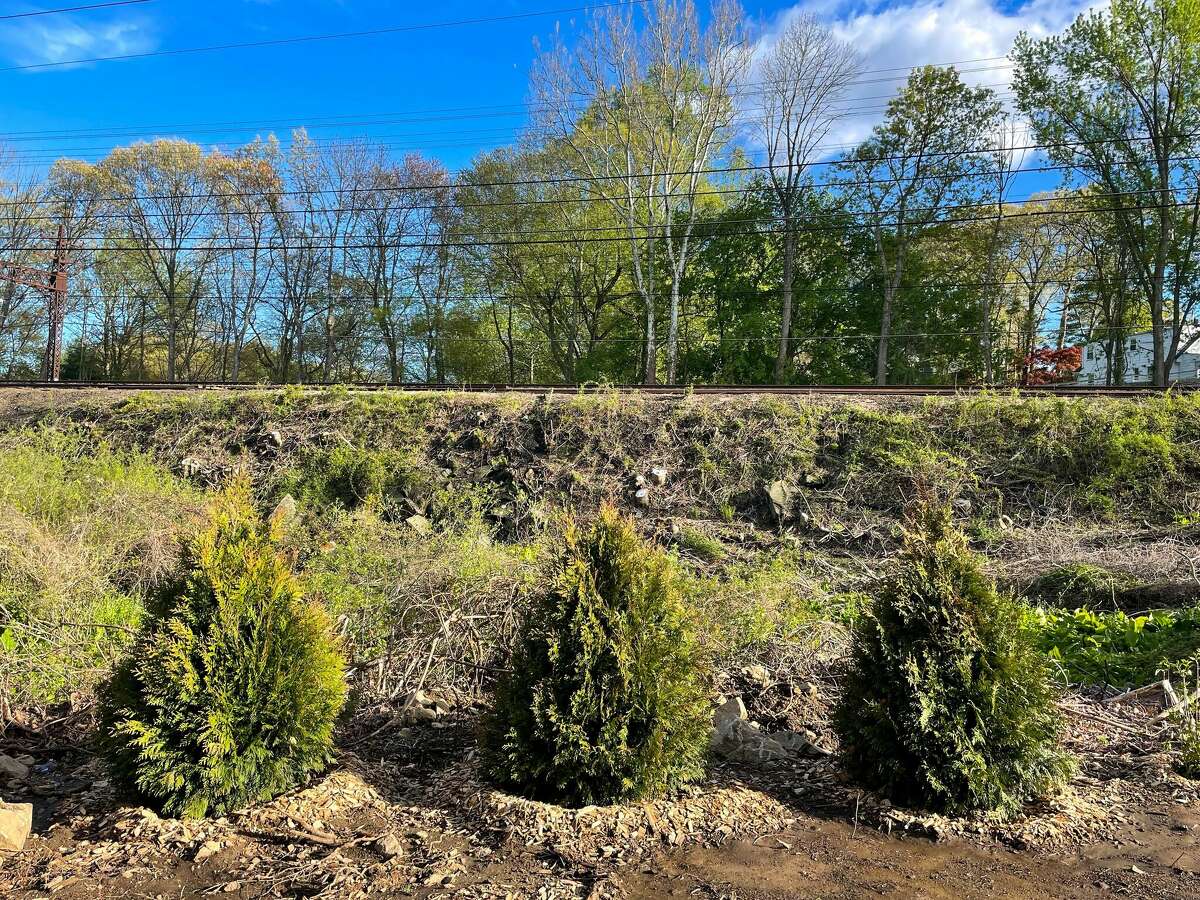 Darien residents disappointed by Eversource tree giveaway
