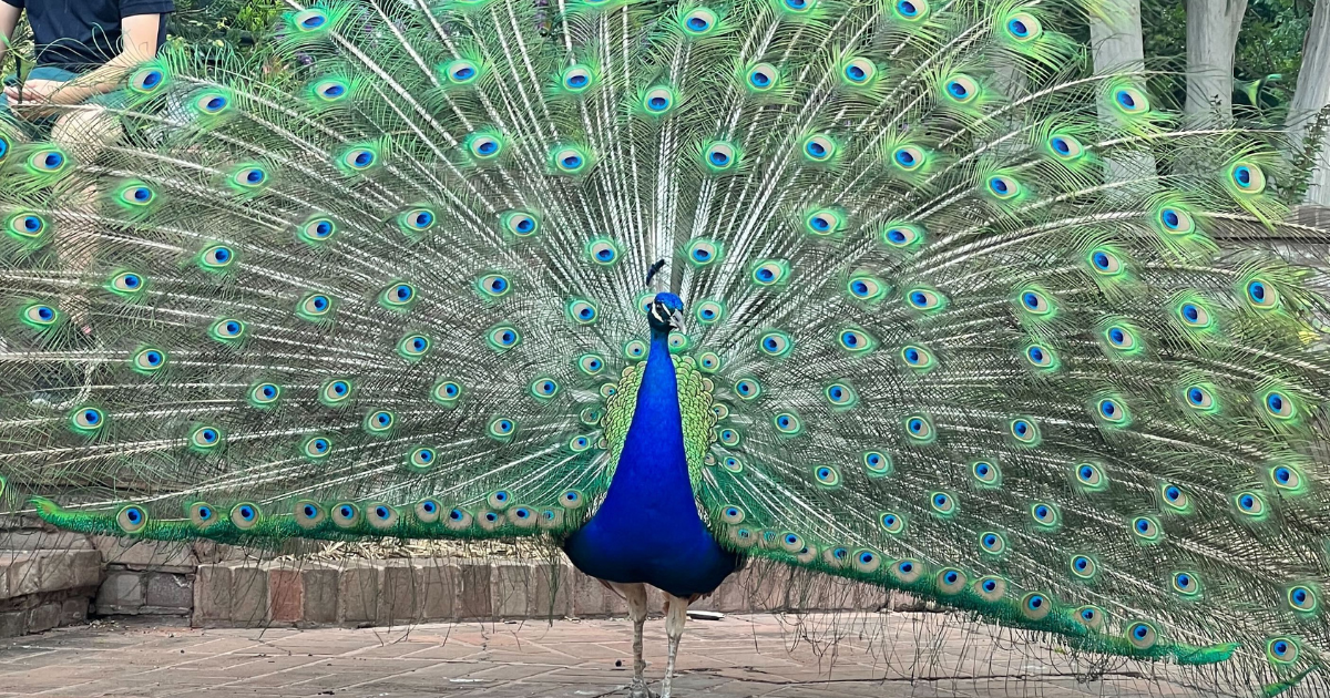 Neighborhood peacock to be relocated after pecking children at San Antonio  Botanical Garden, ACS says