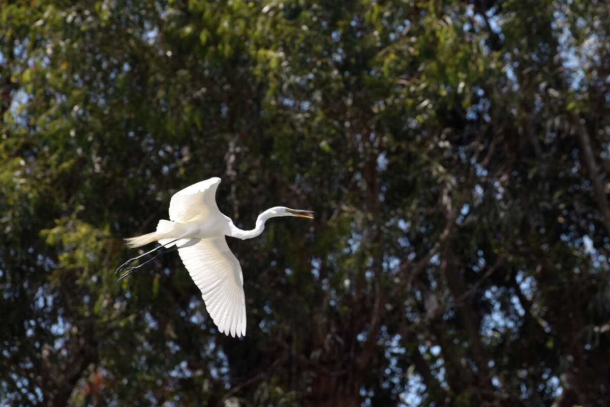 A white heron flies near a nesting area along the Delta. 