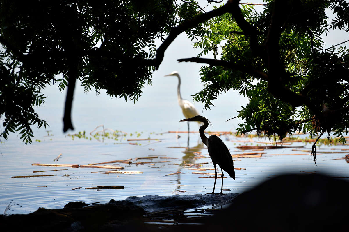 A pair of herons stand along the Mokelumne River, in the Sacramento Delta. 