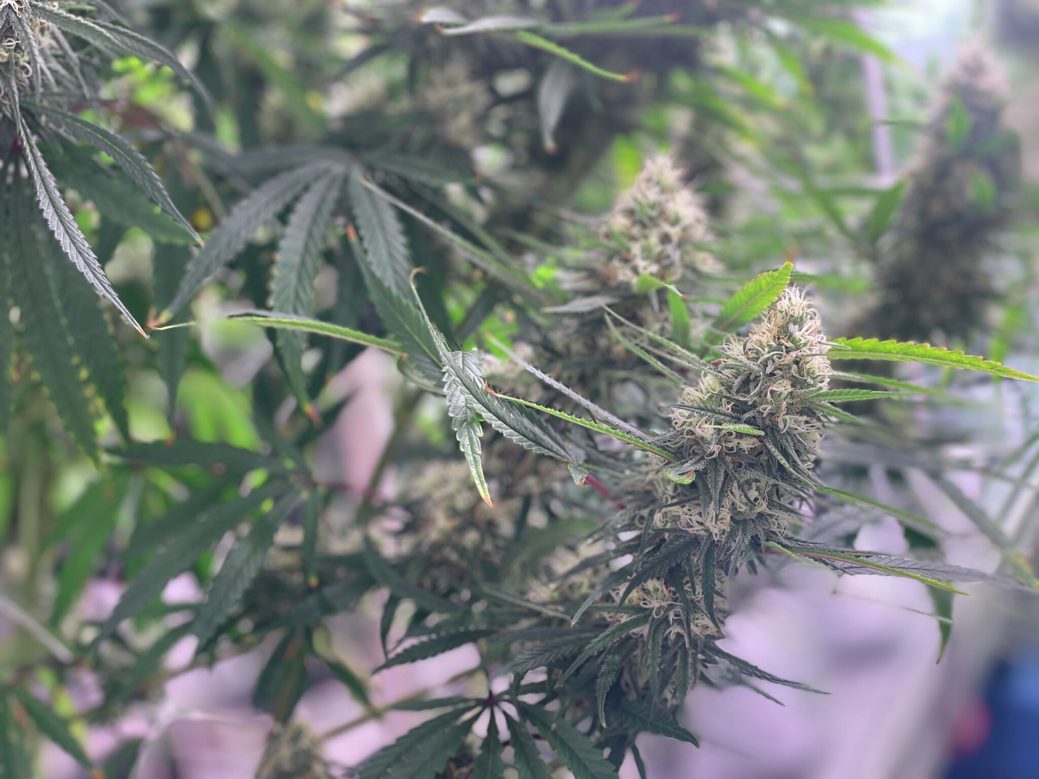 The Texas Senate will decide if medical marijuana access will expand - Vimarsana News