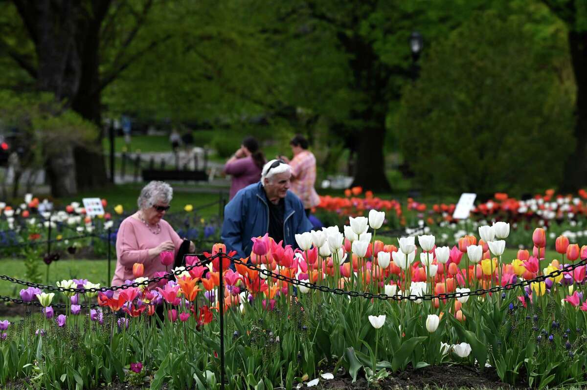 75th Albany Tulip Festival everything you need to know
