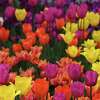Tulips are in full bloom in the Washington Park flower beds ahead of this year’s Tulip Festival on Friday, May 5, 2023, in Albany, N.Y.
