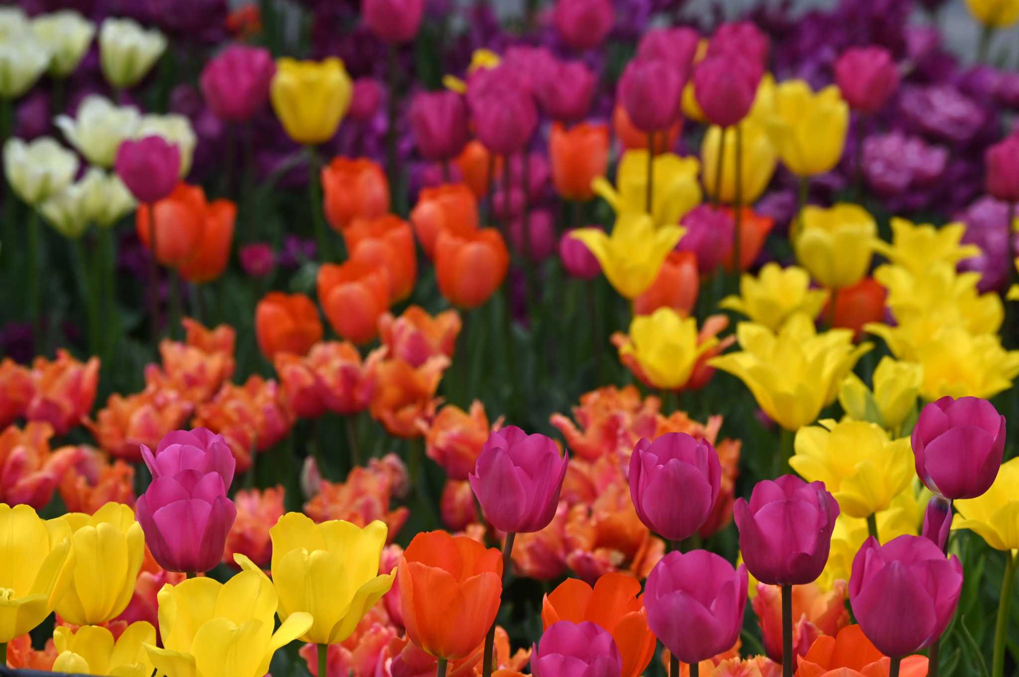 Albany Tulip Festival 2024 everything you need to know
