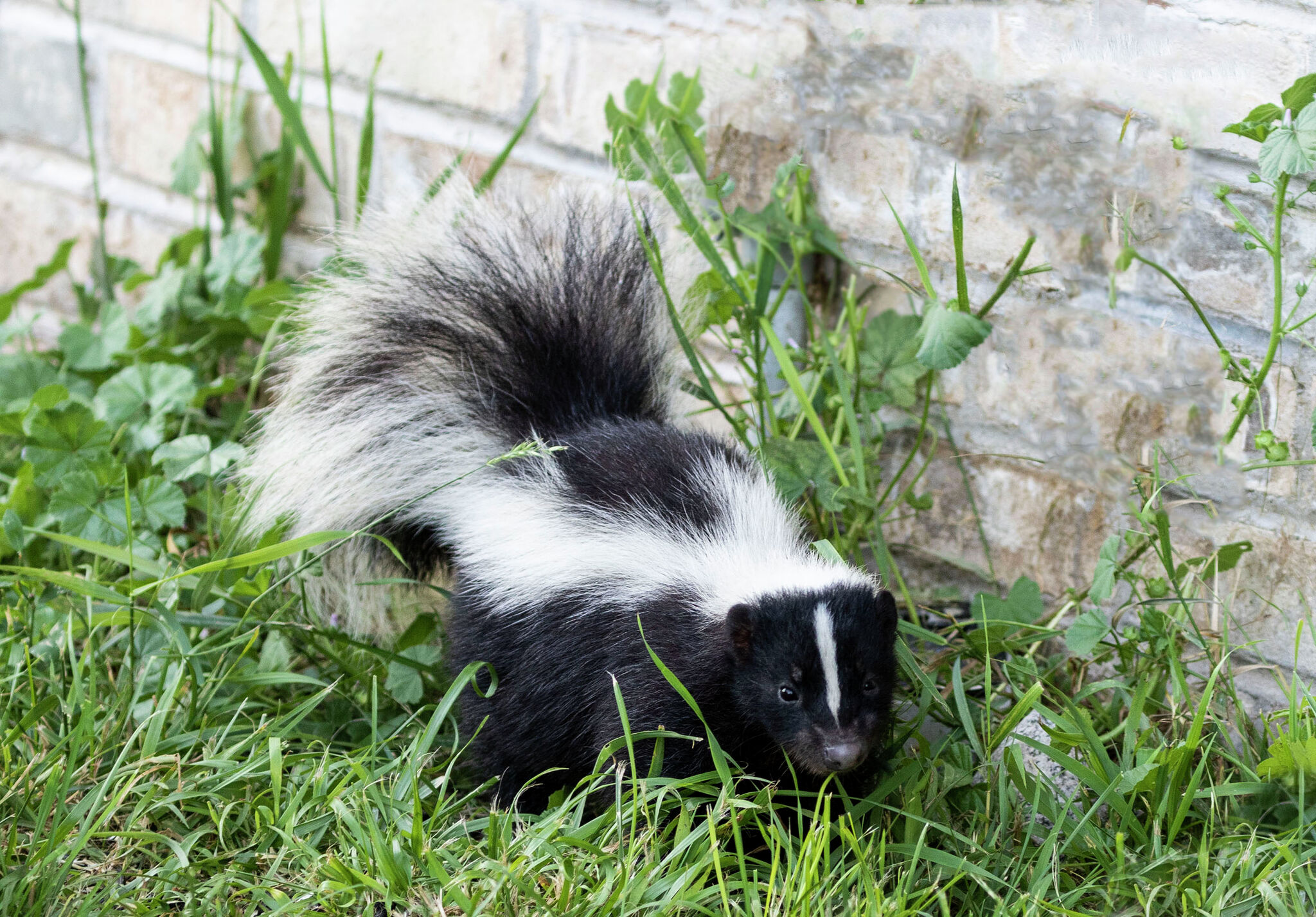 How to Get Rid of Skunks and Keep Them Away