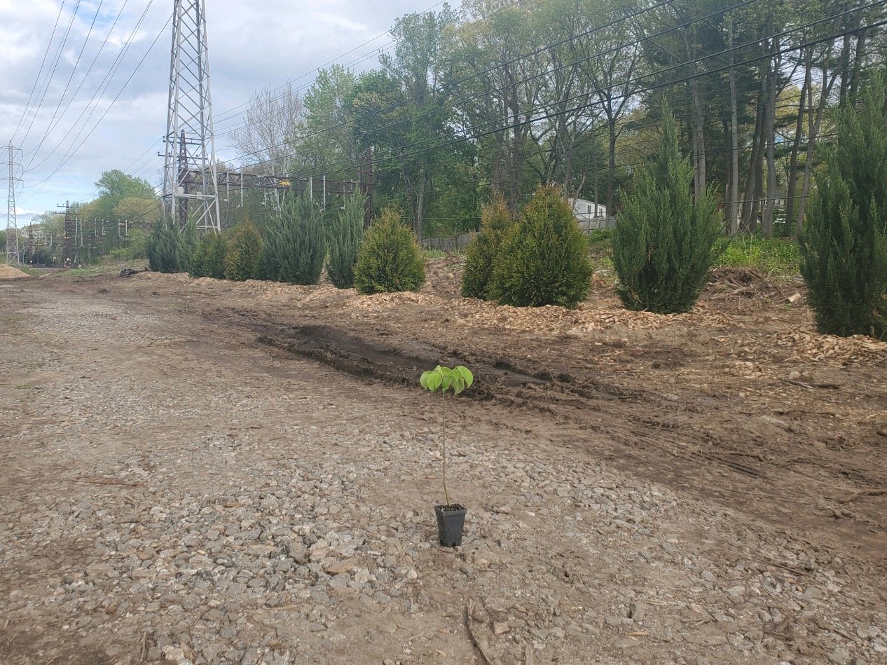 Darien residents disappointed by Eversource tree giveaway - Vimarsana News