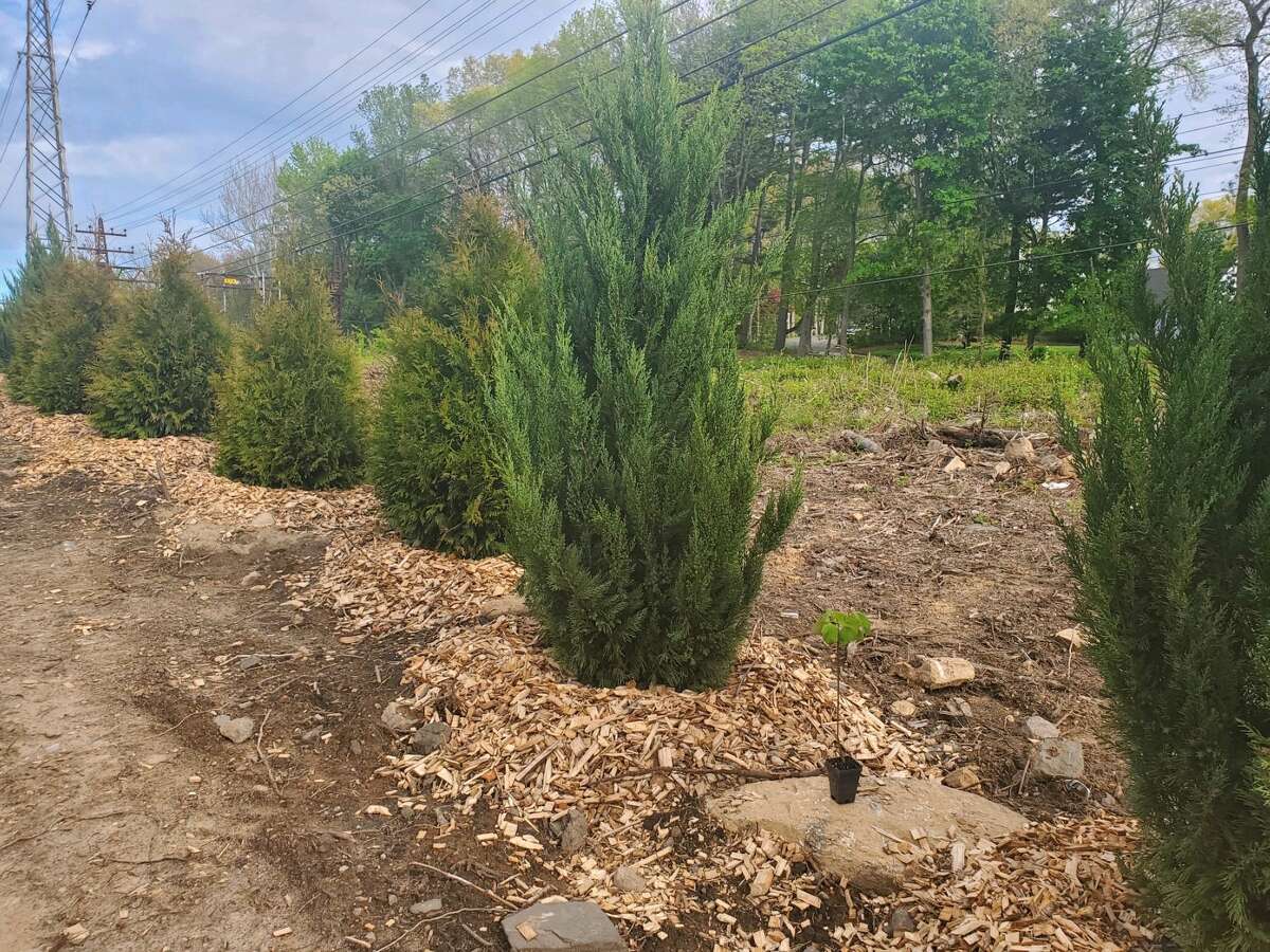 Darien residents disappointed by Eversource tree giveaway