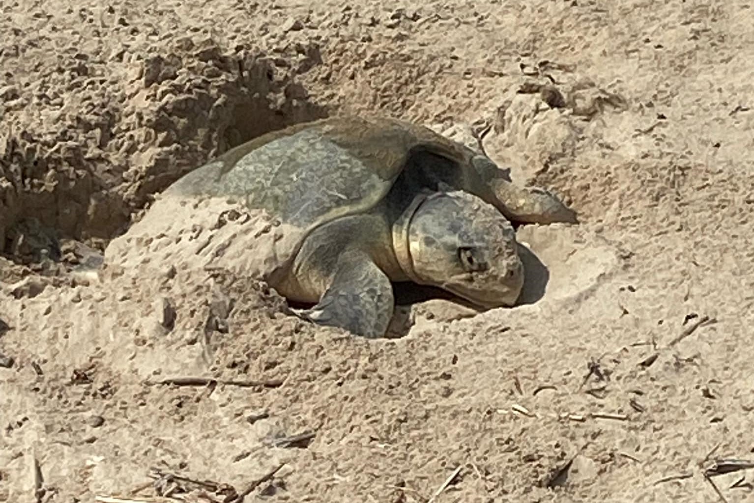 most-endangered-sea-turtle-lays-80-eggs-in-surfside-beach